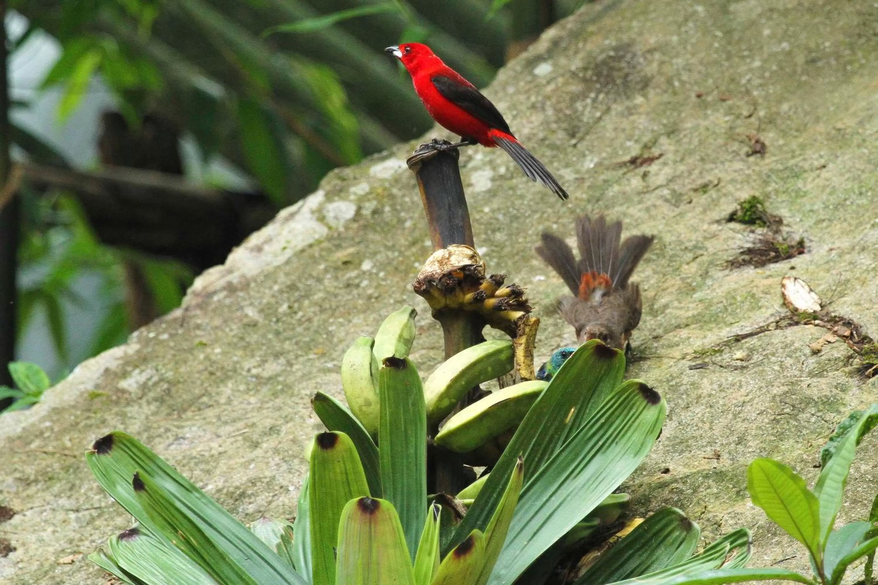 Natural landscape in Sitio Simple Life