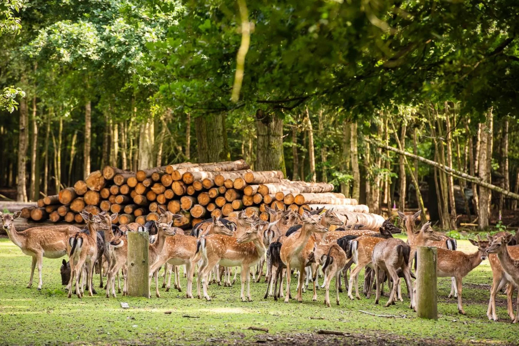 VILA VITA Burghotel Dinklage