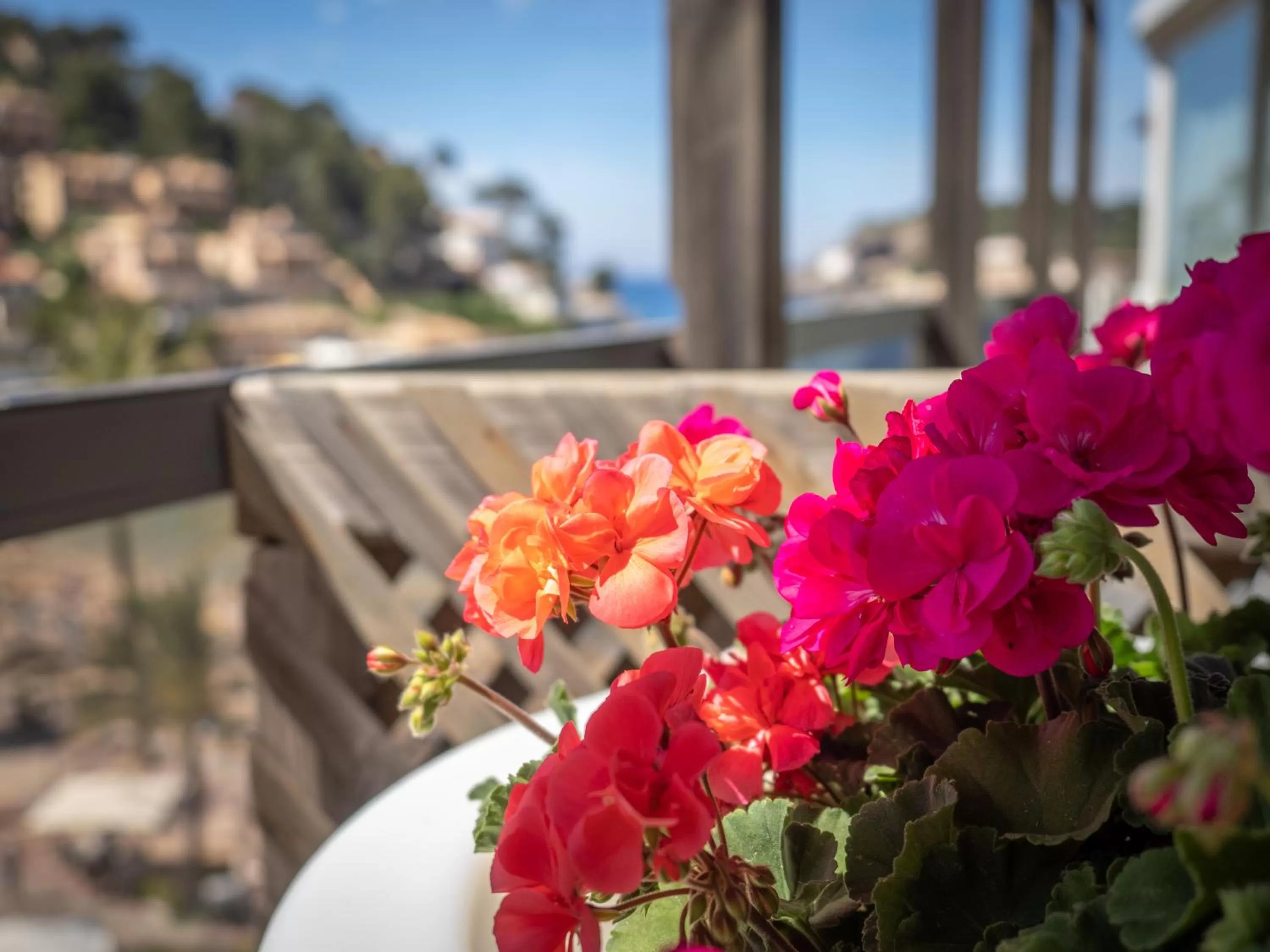 Spring in Los Geranios