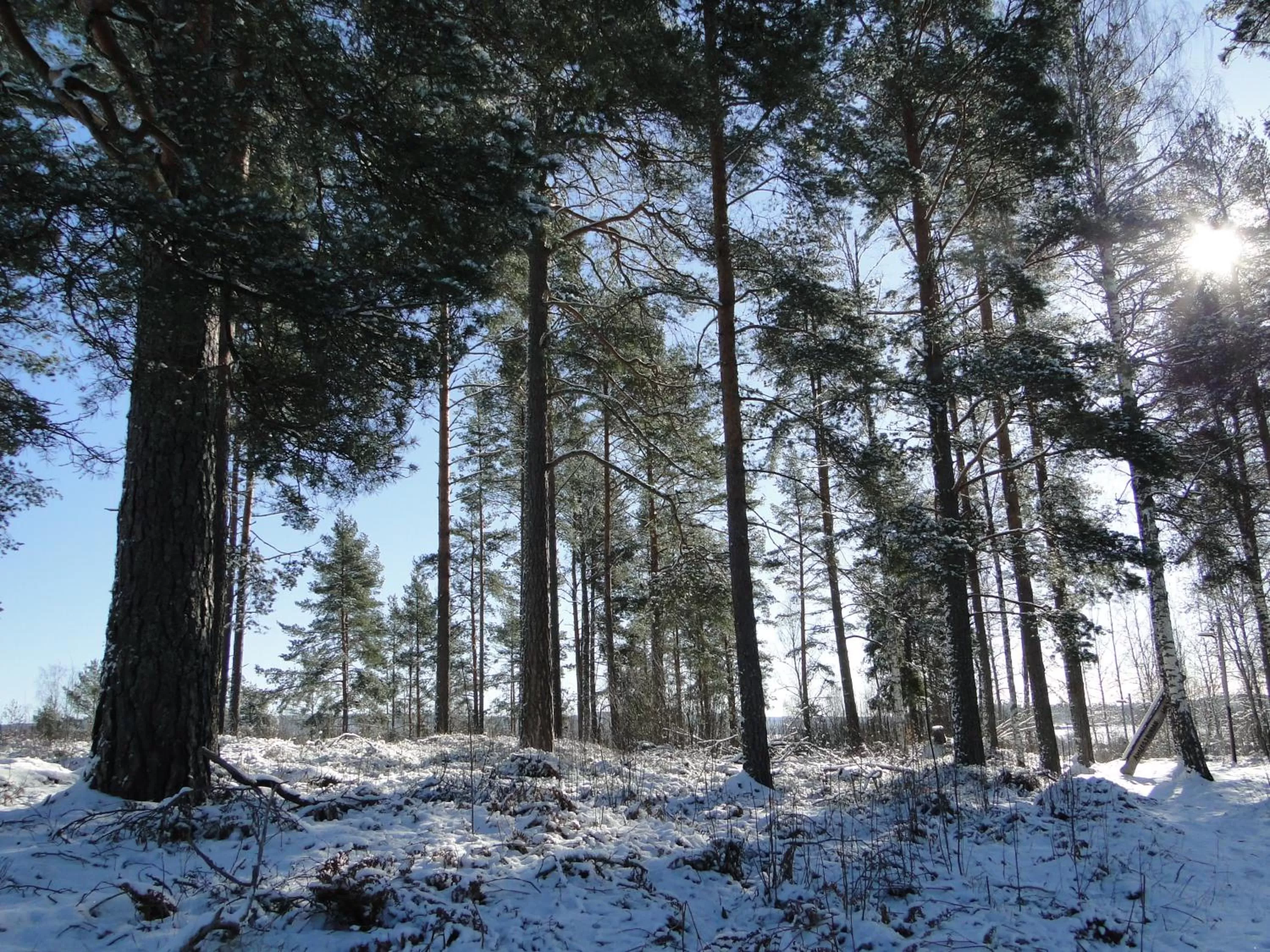 Natural landscape in Sunne Hembygdsgård B&B