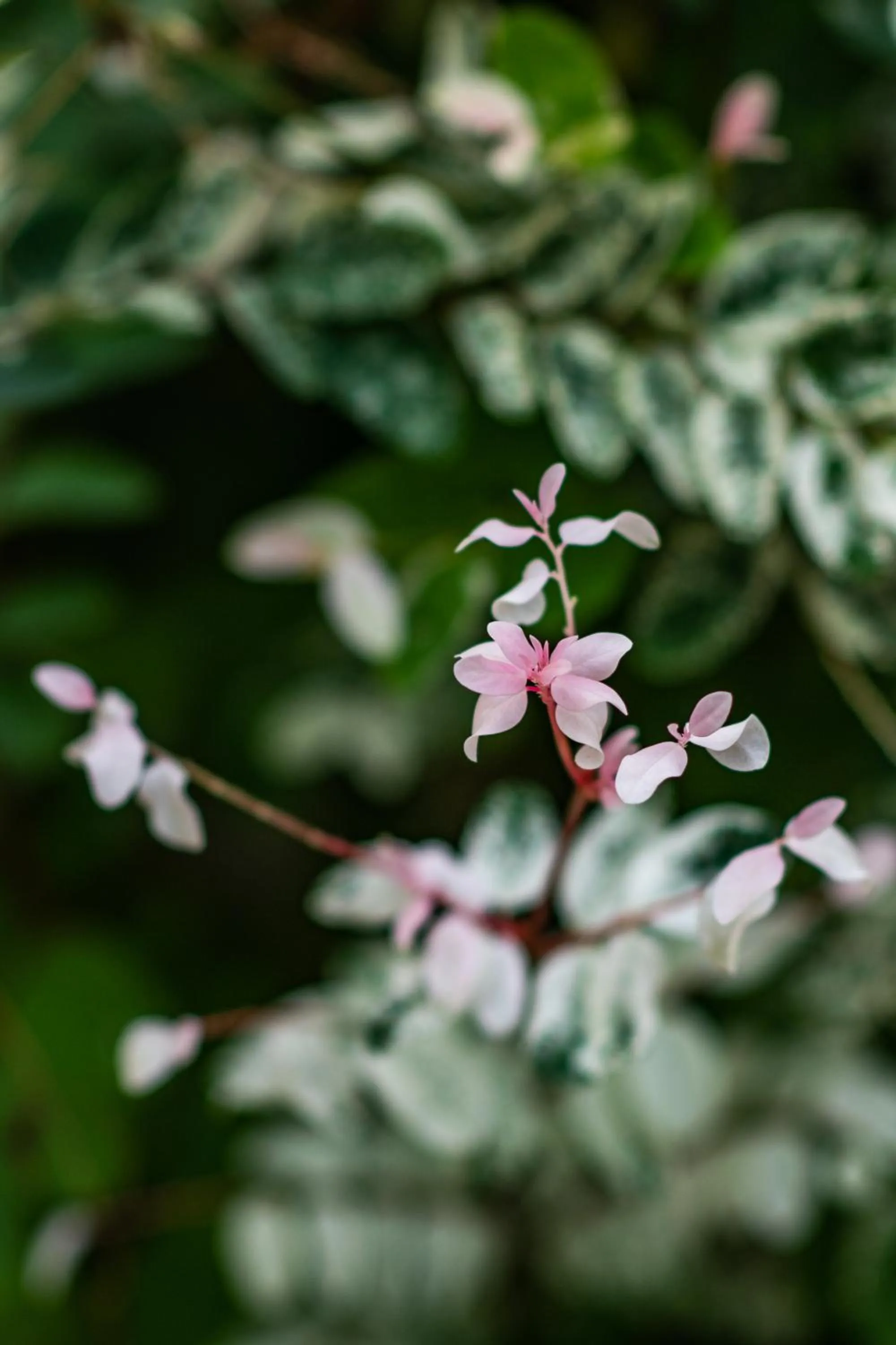 Garden in Hakuna Majiwe Beach Lodge