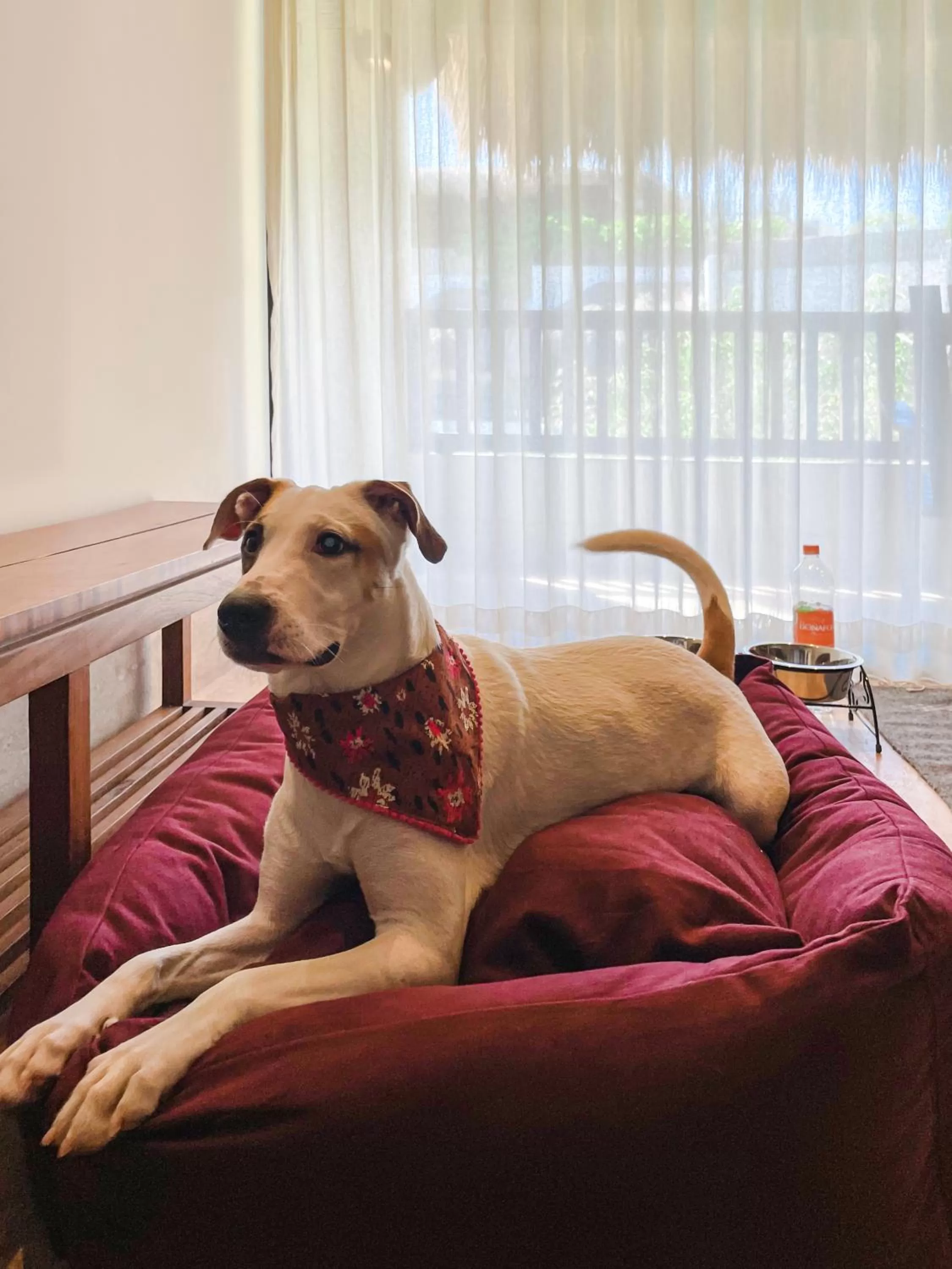 Pets in Kimpton Aluna Resort Tulum by IHG