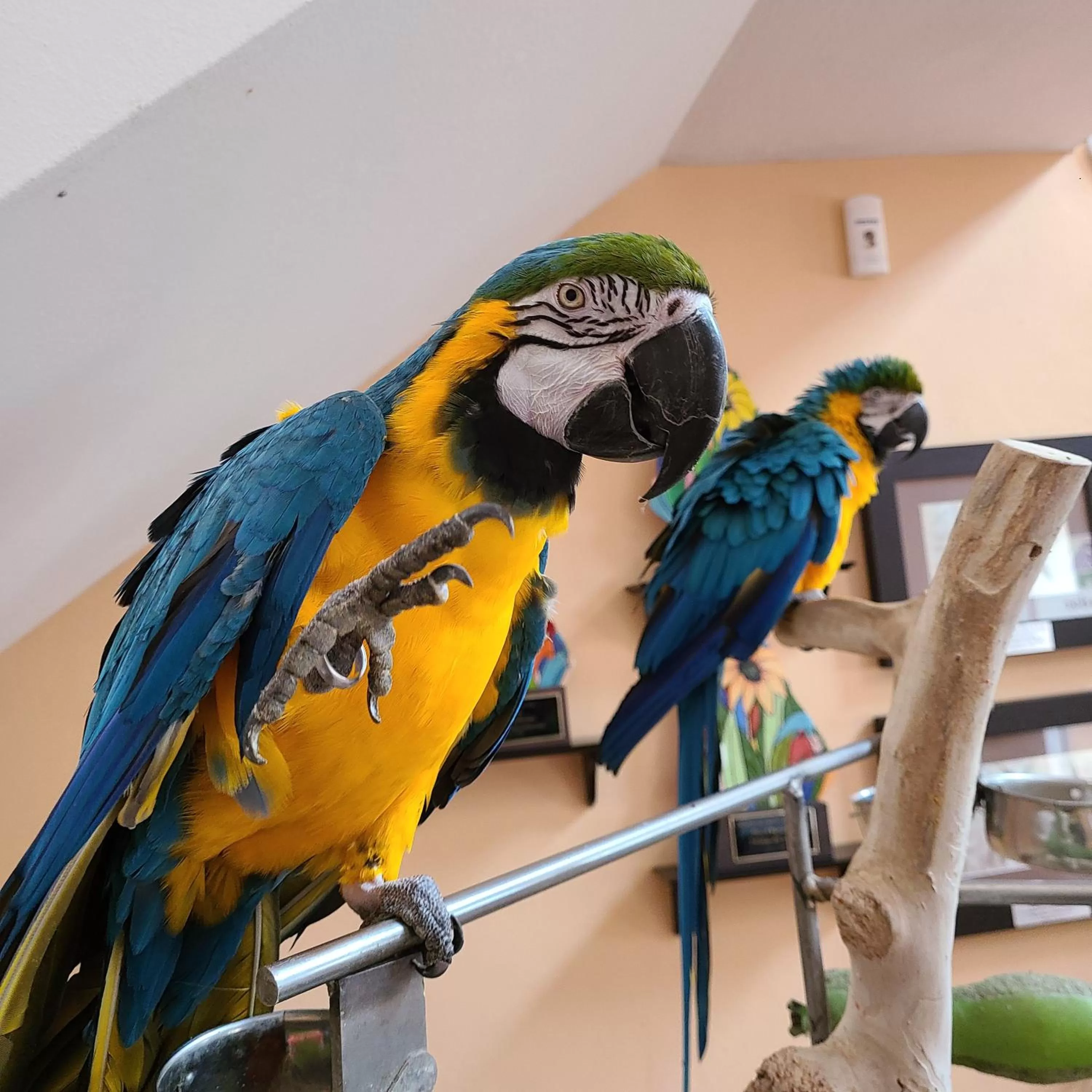 Animals in Parador Palmas de Lucia