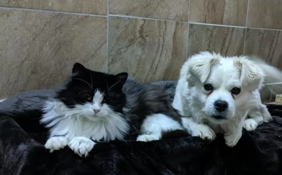 Animals, Pets in Pensiunea SilvAnka