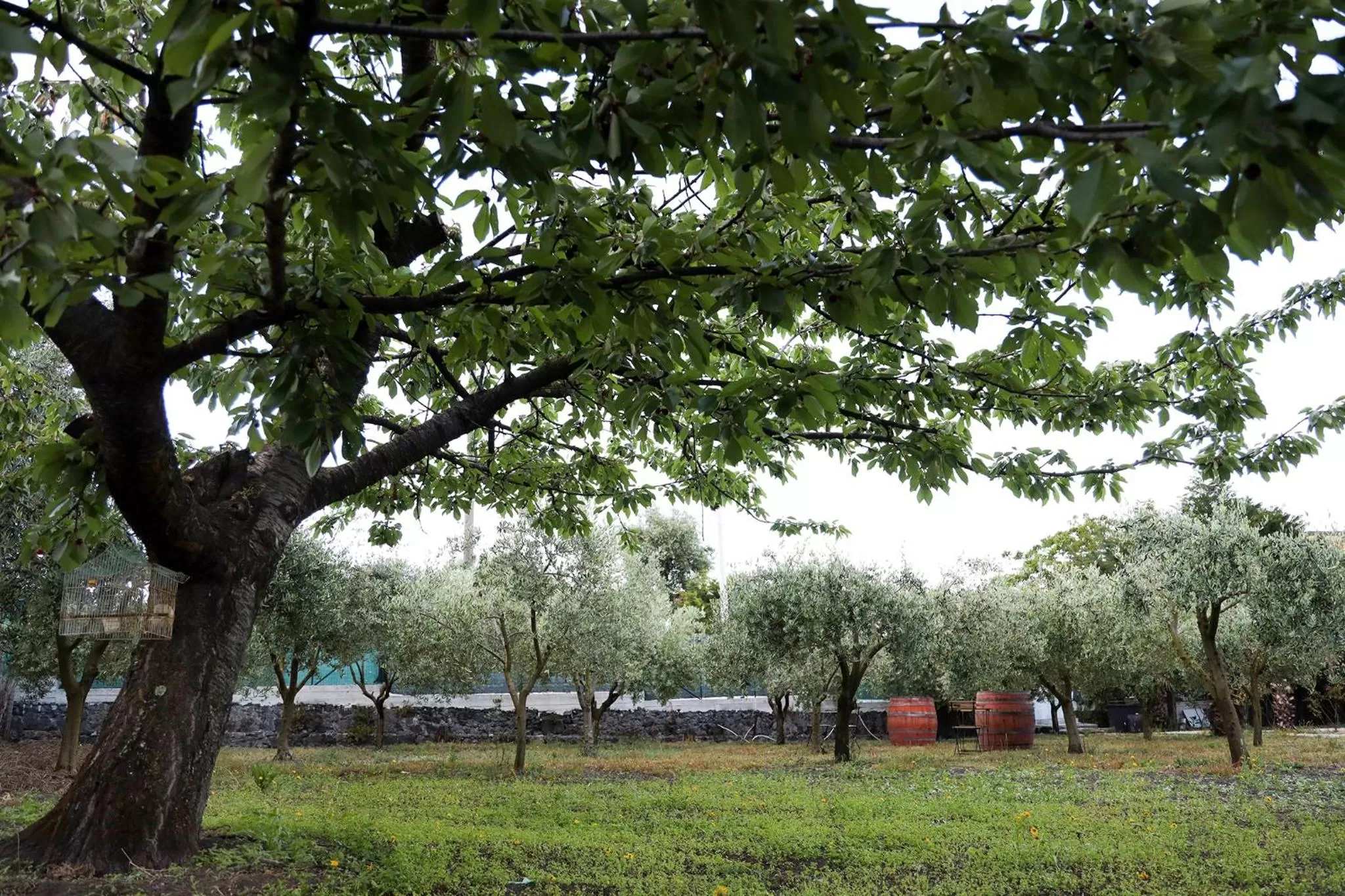 Garden in B&B Dimora di Campagna "alle falde del Vesuvio"