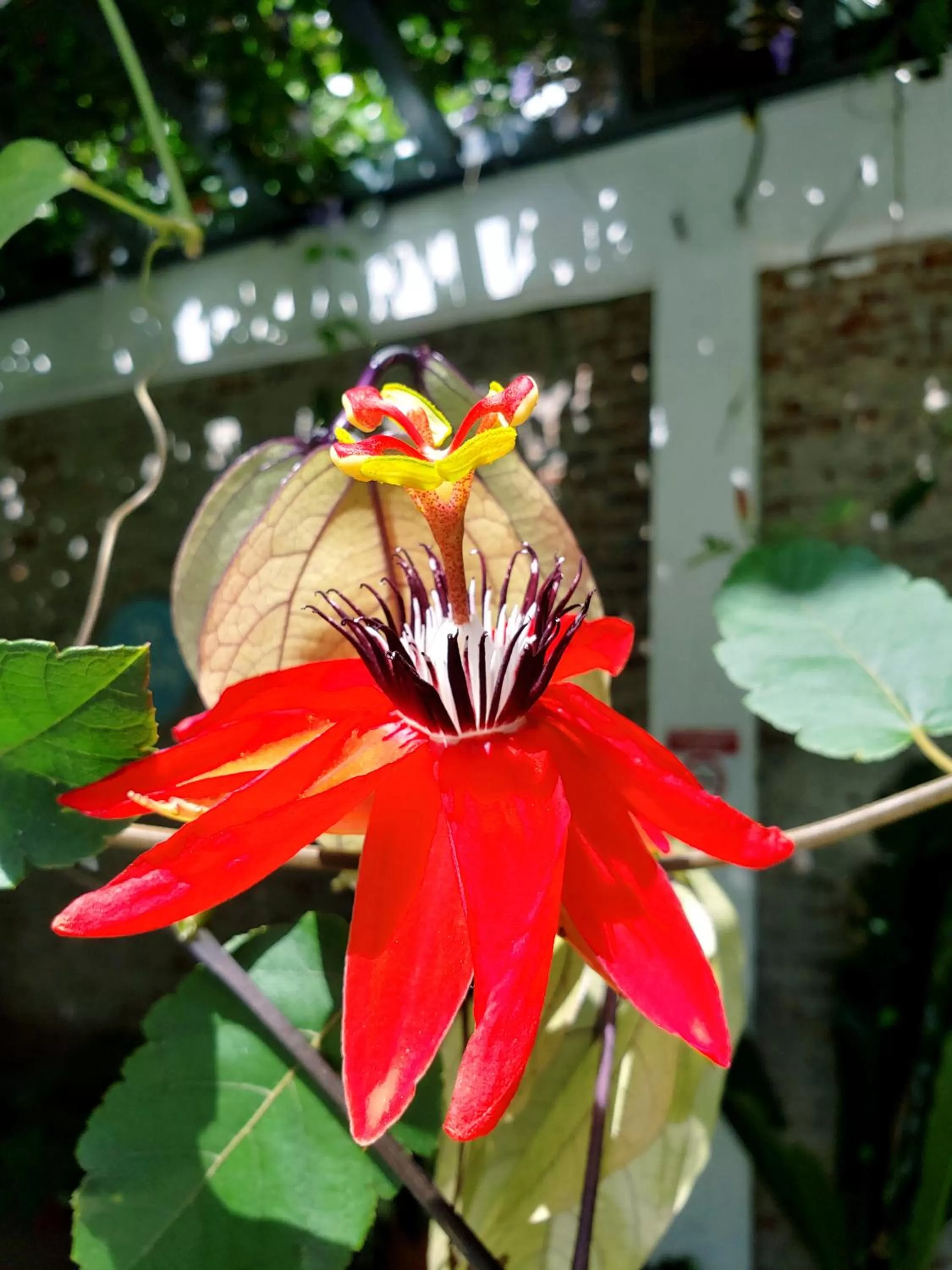 Garden in Cando Living Apartments in Central Avenue