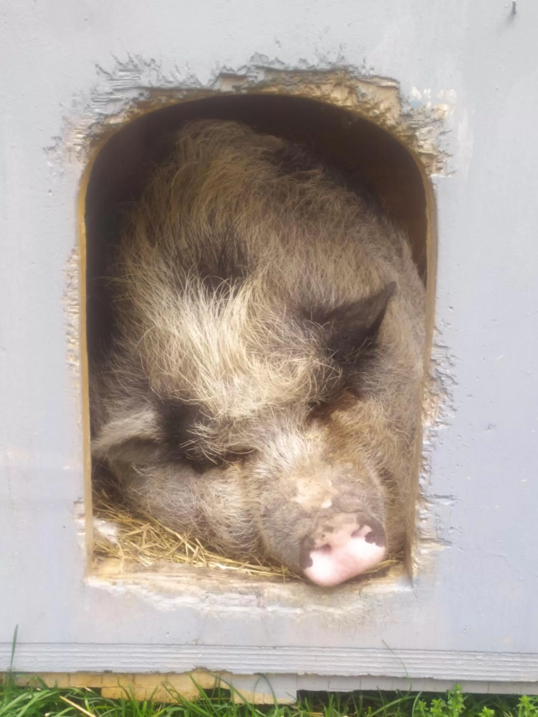 Animals, Pets in B&B La Semplice Nel Verde