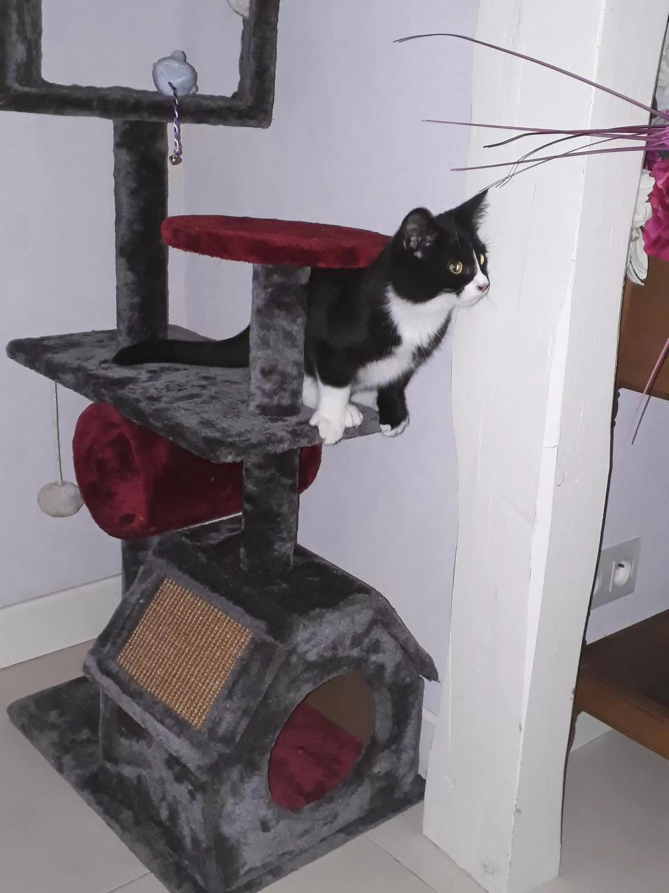 Pets in B&B La Forêt de Charmeuse