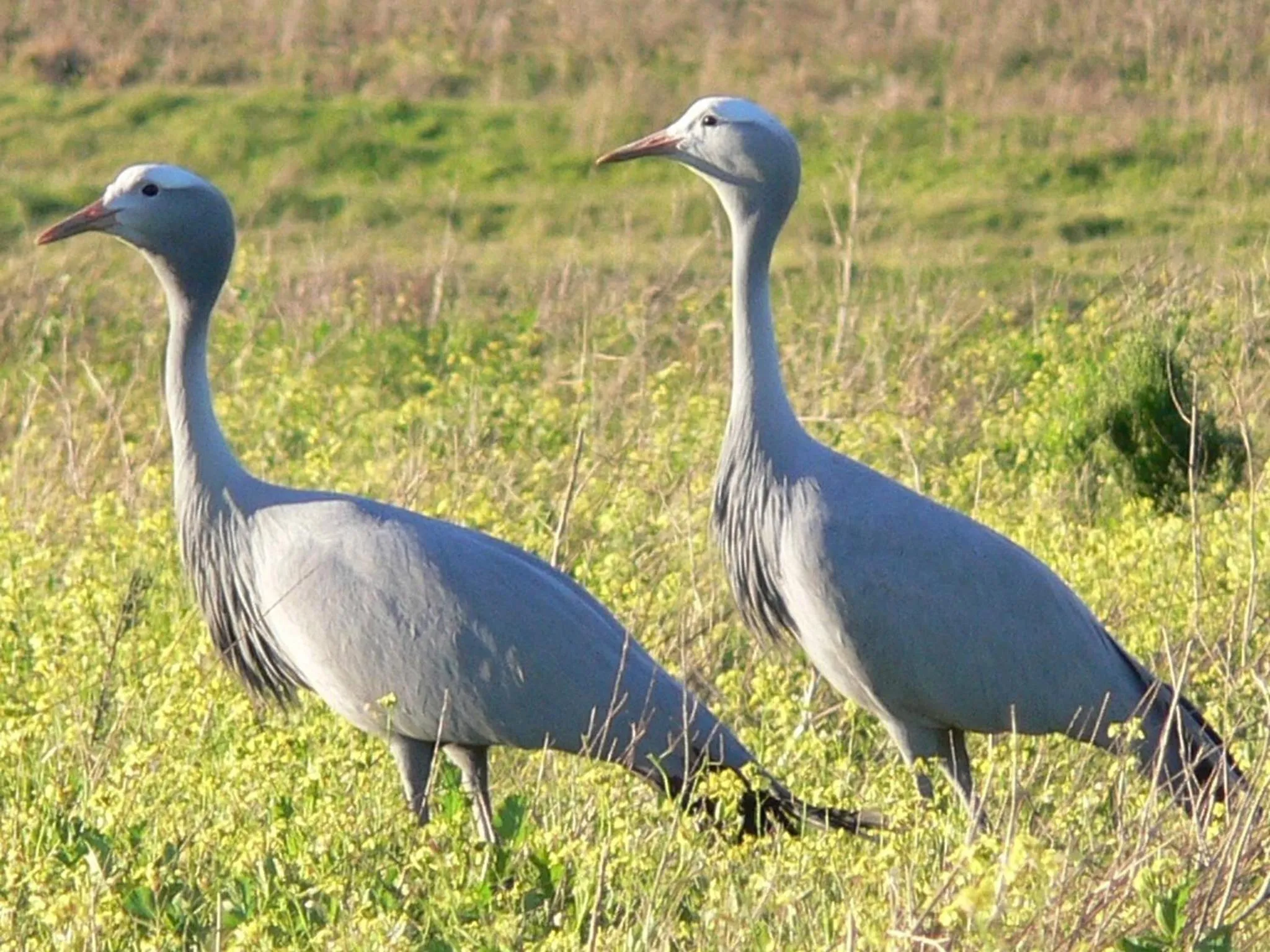 Animals in Wild Clover Cottages