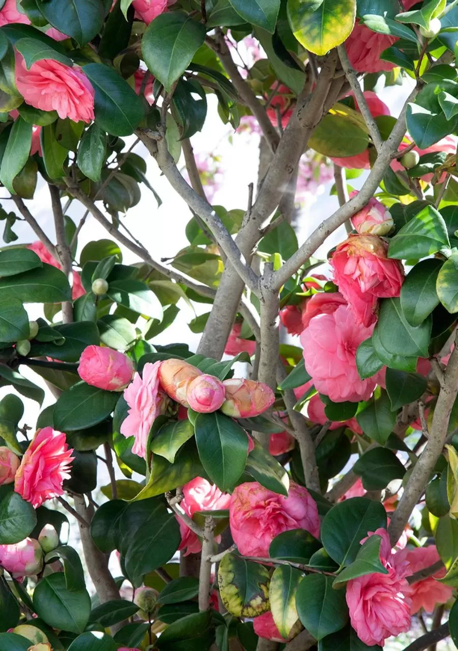 Garden in The Greenhouse