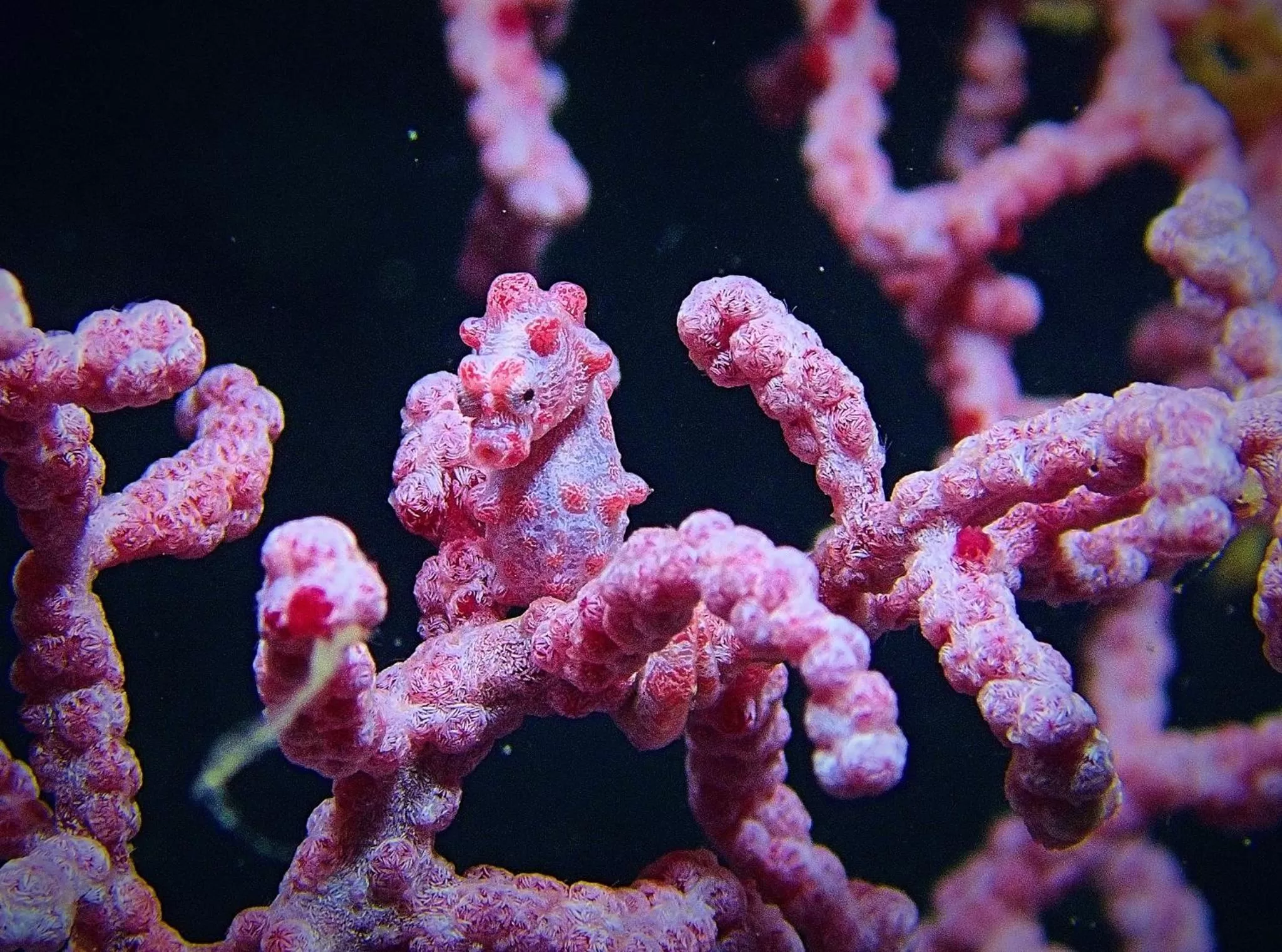 Diving in Malapascua Exotic Island Dive Resort