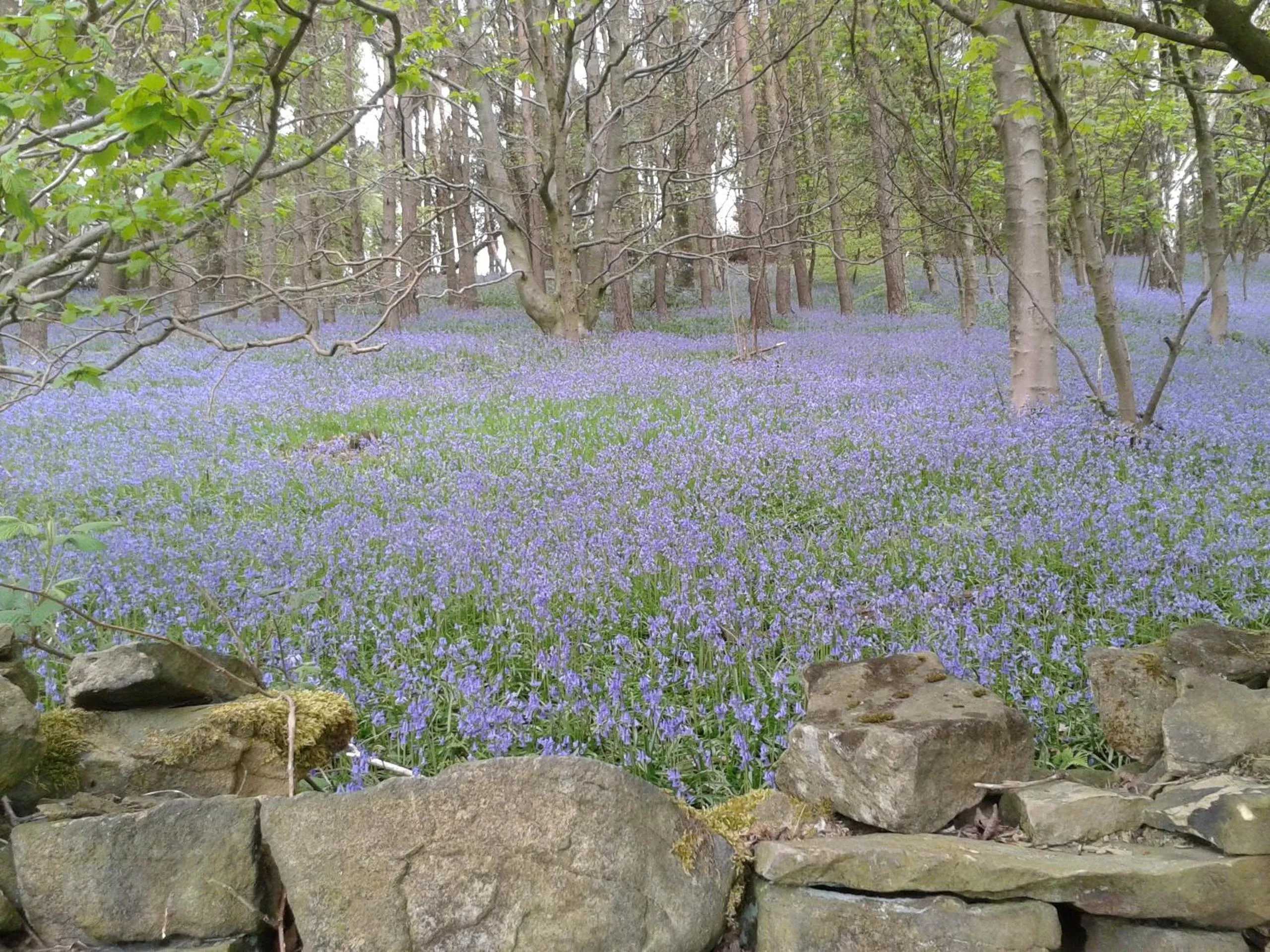Natural landscape in Shrigley Hall Hotel