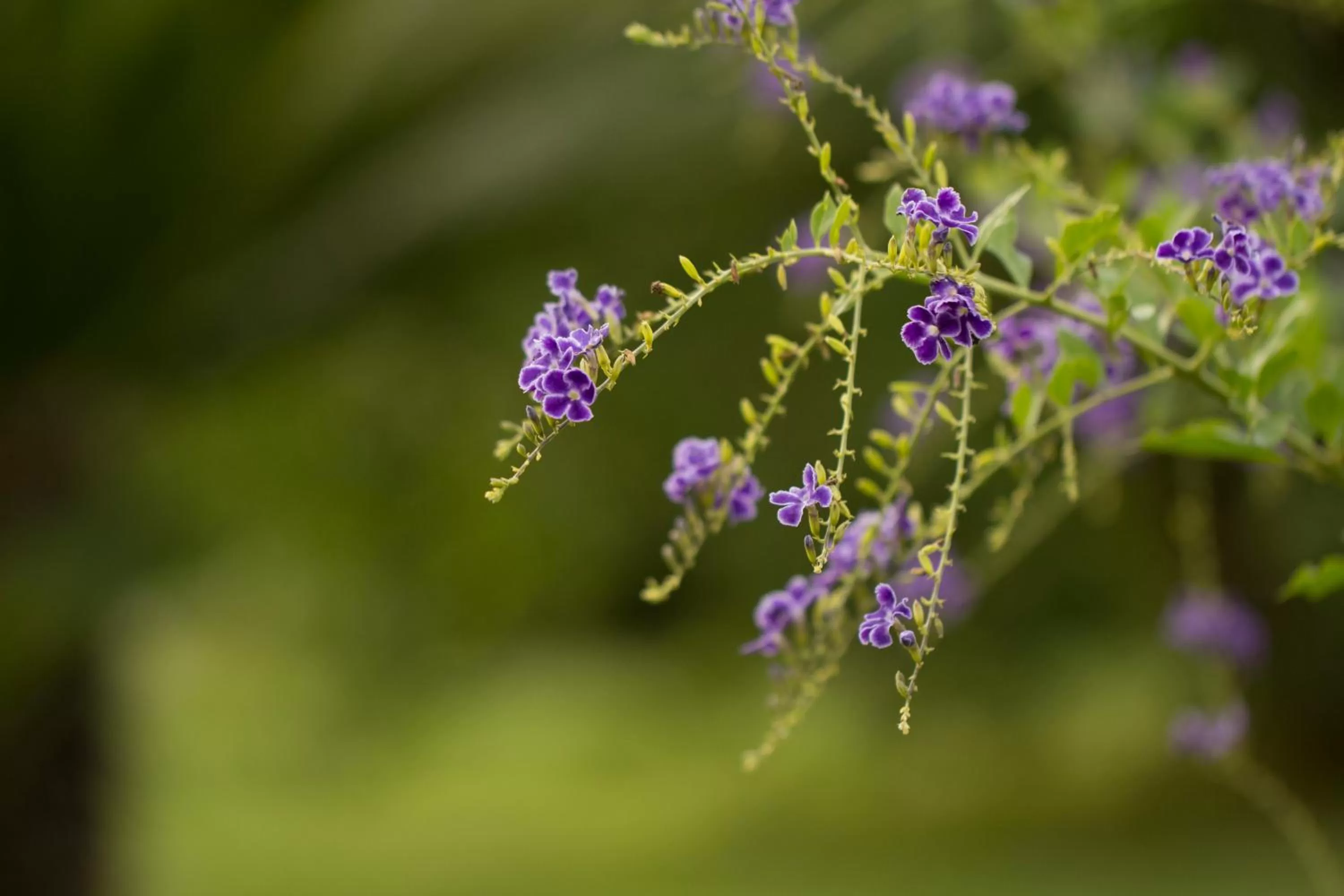 Property building, Other Animals in Parco Degli Aranci