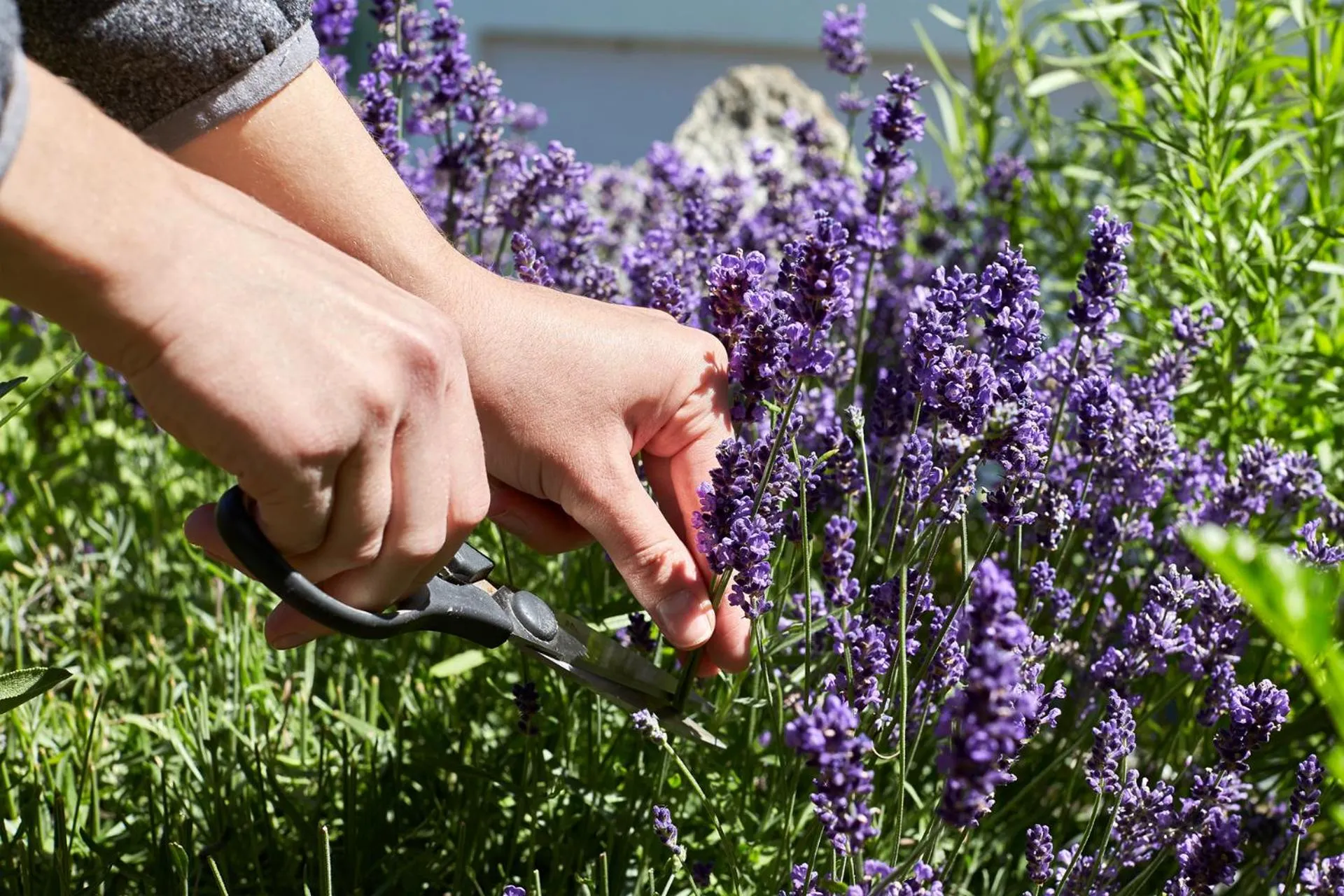 Garden in Hotel Erhart Sölden