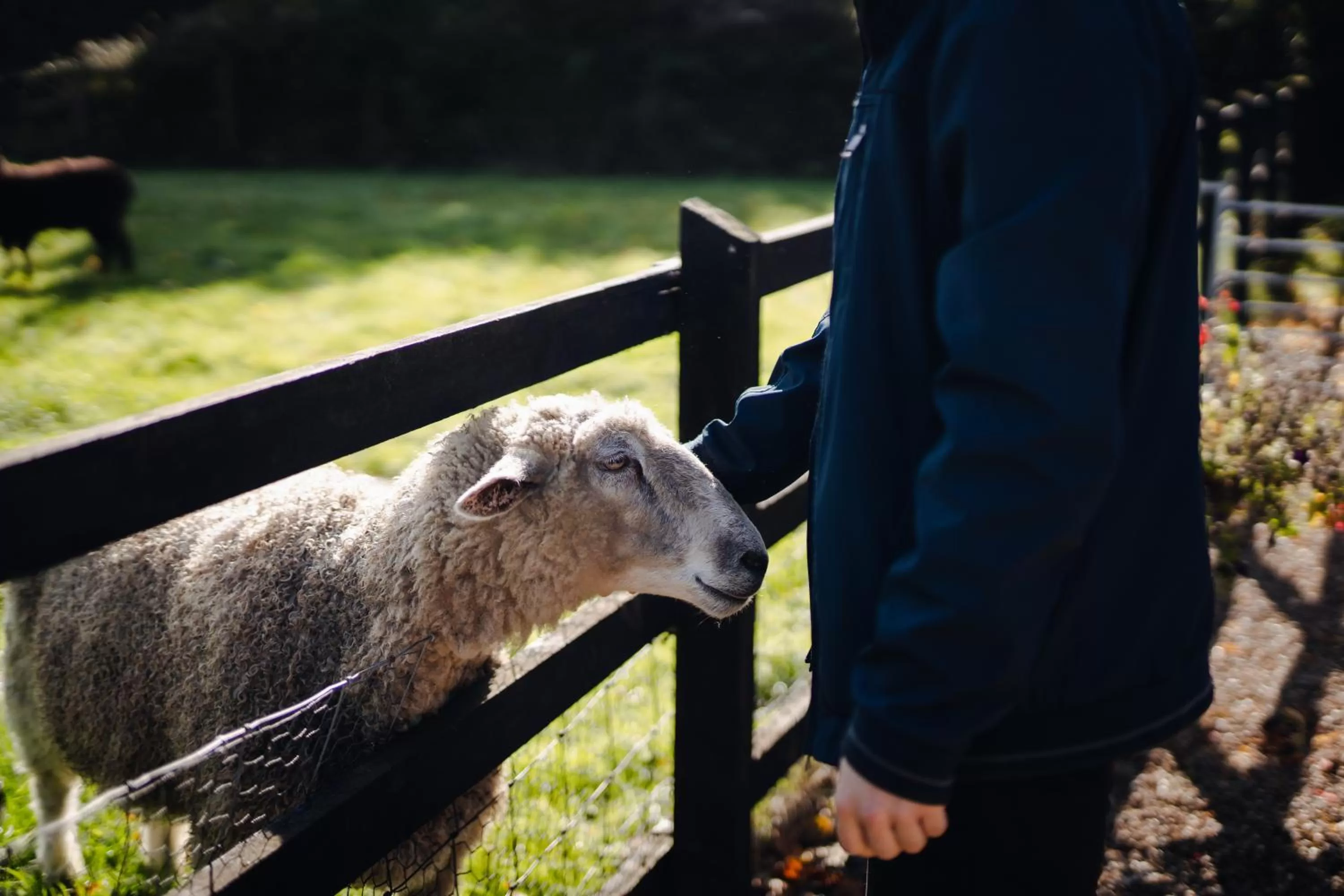 Day, Other Animals in Hovell Hall Country Bed and Breakfast