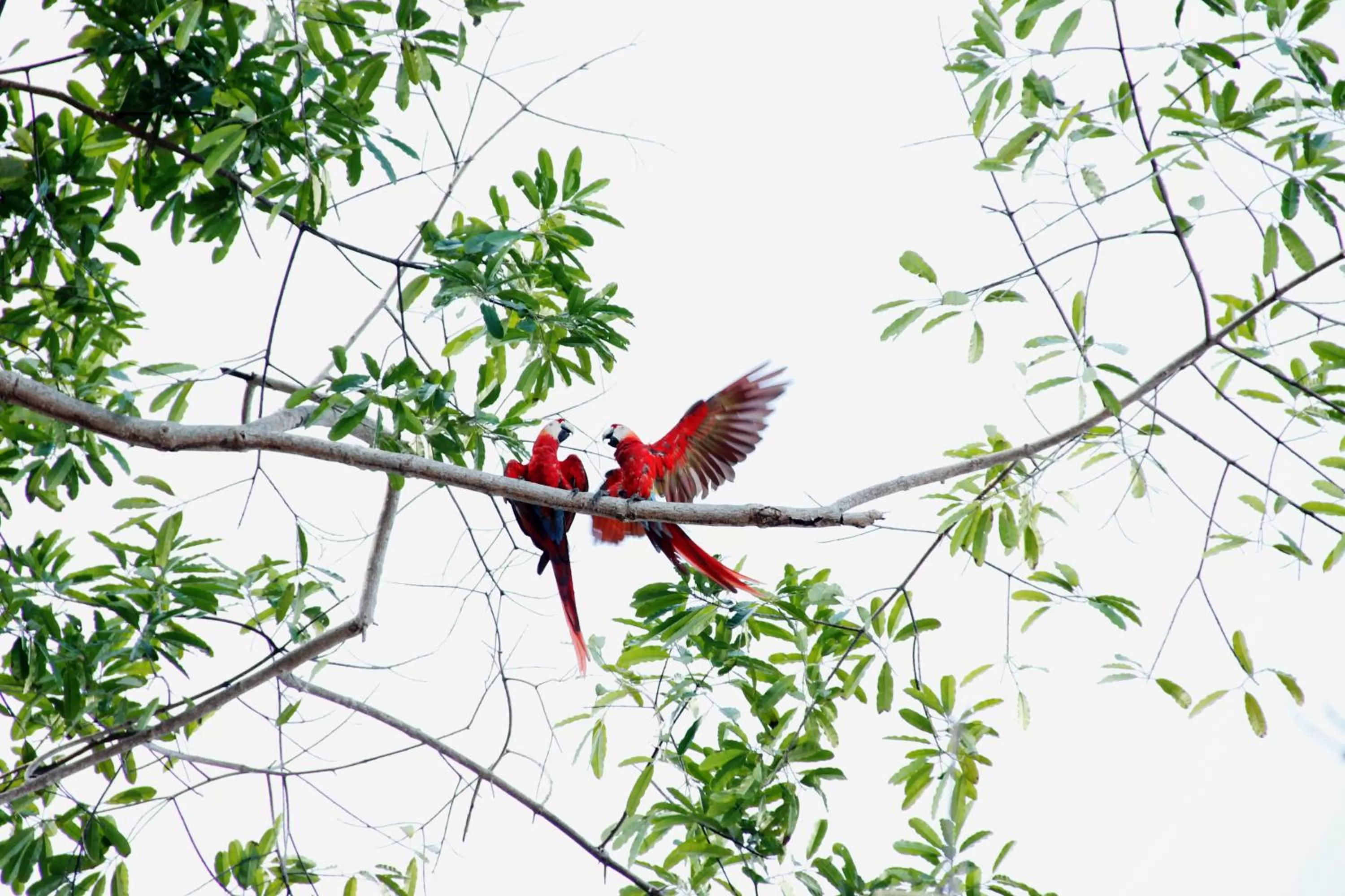 Animals in Hotel Arenas en Punta Leona