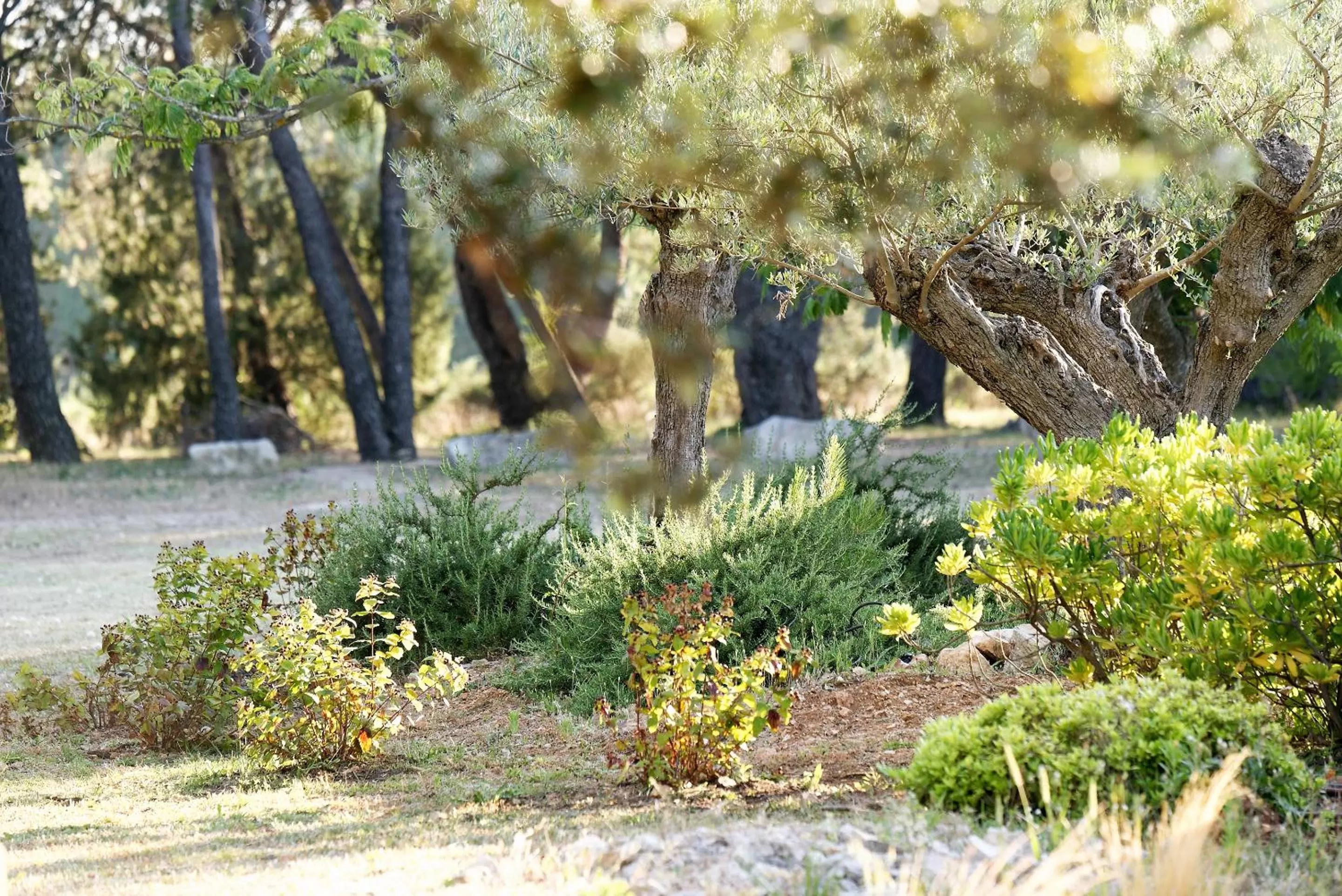 Garden in Domaine la Pierre Blanche