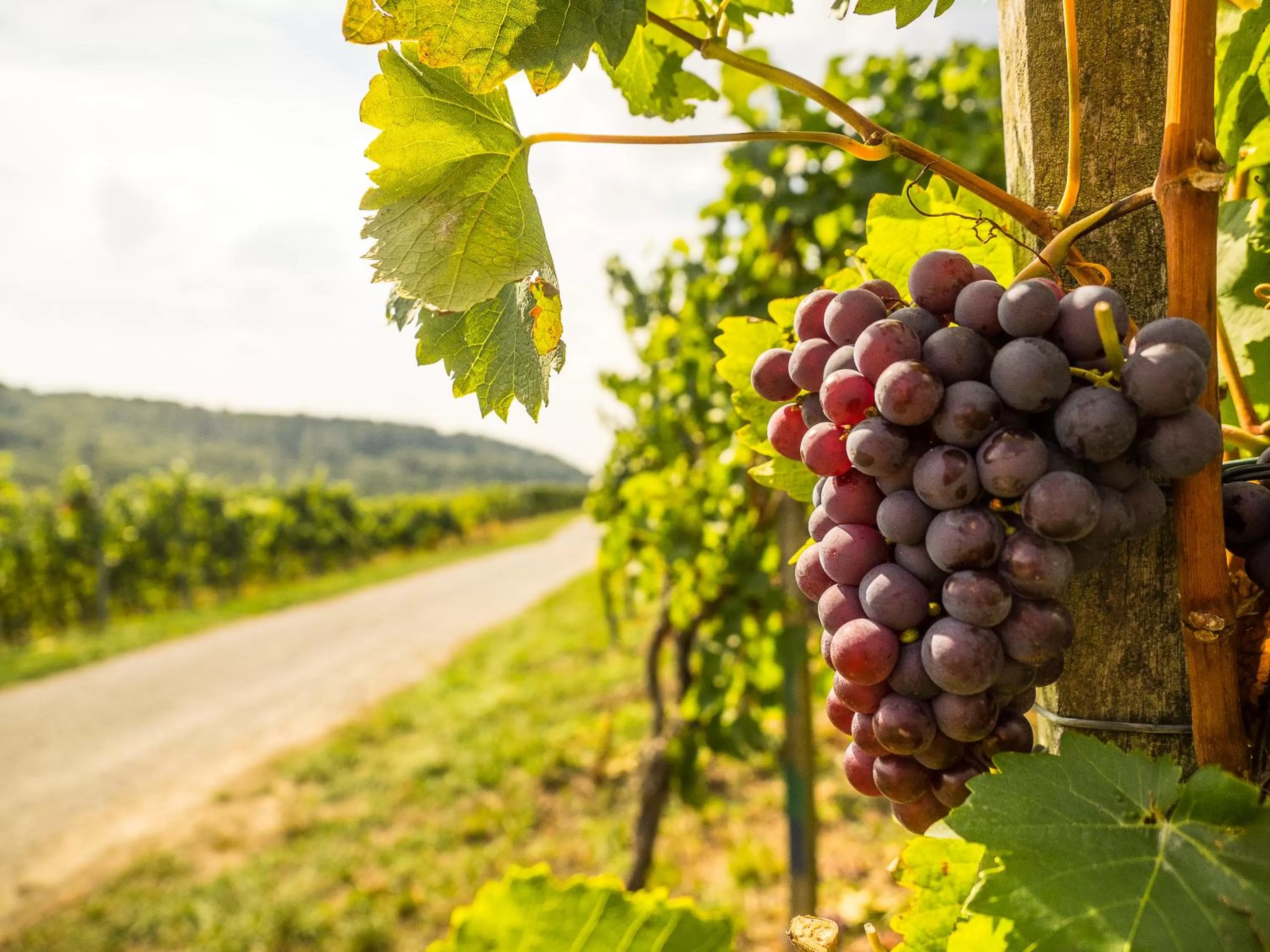 Staff in Vinotel Heinz J. Schwab