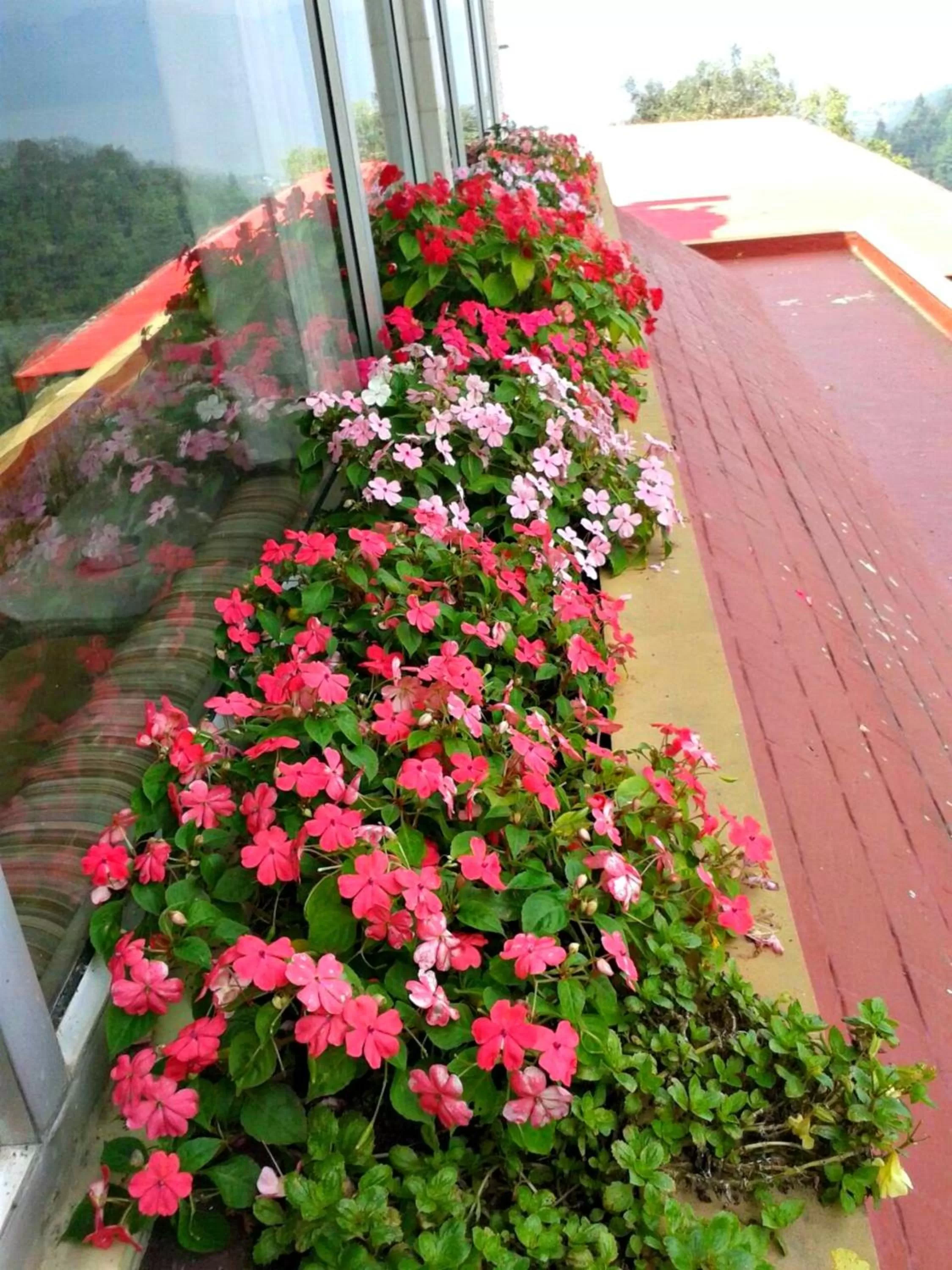 Garden in Hotel Shiva Continental