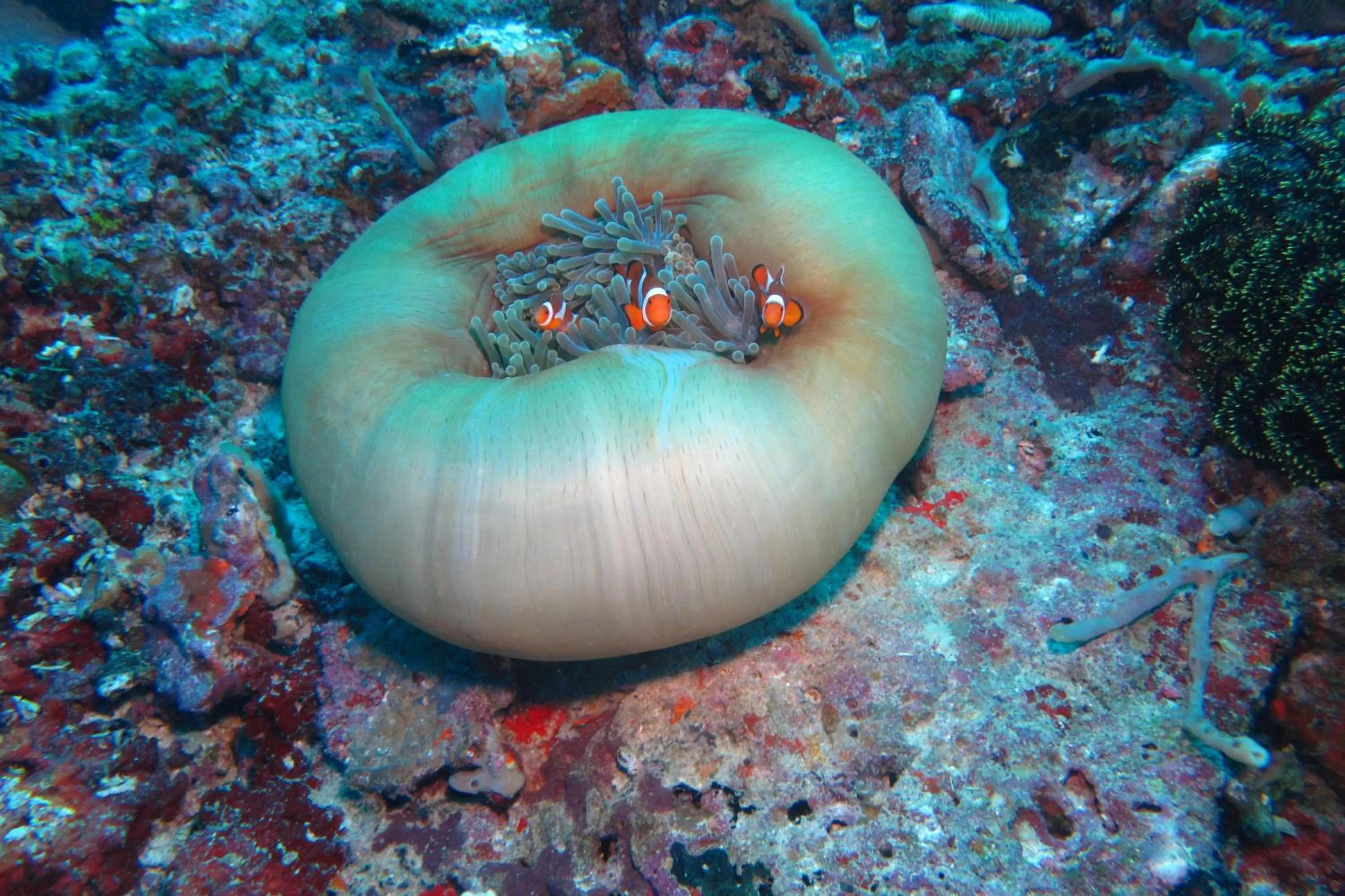 Diving in The Blue Orchid Resort
