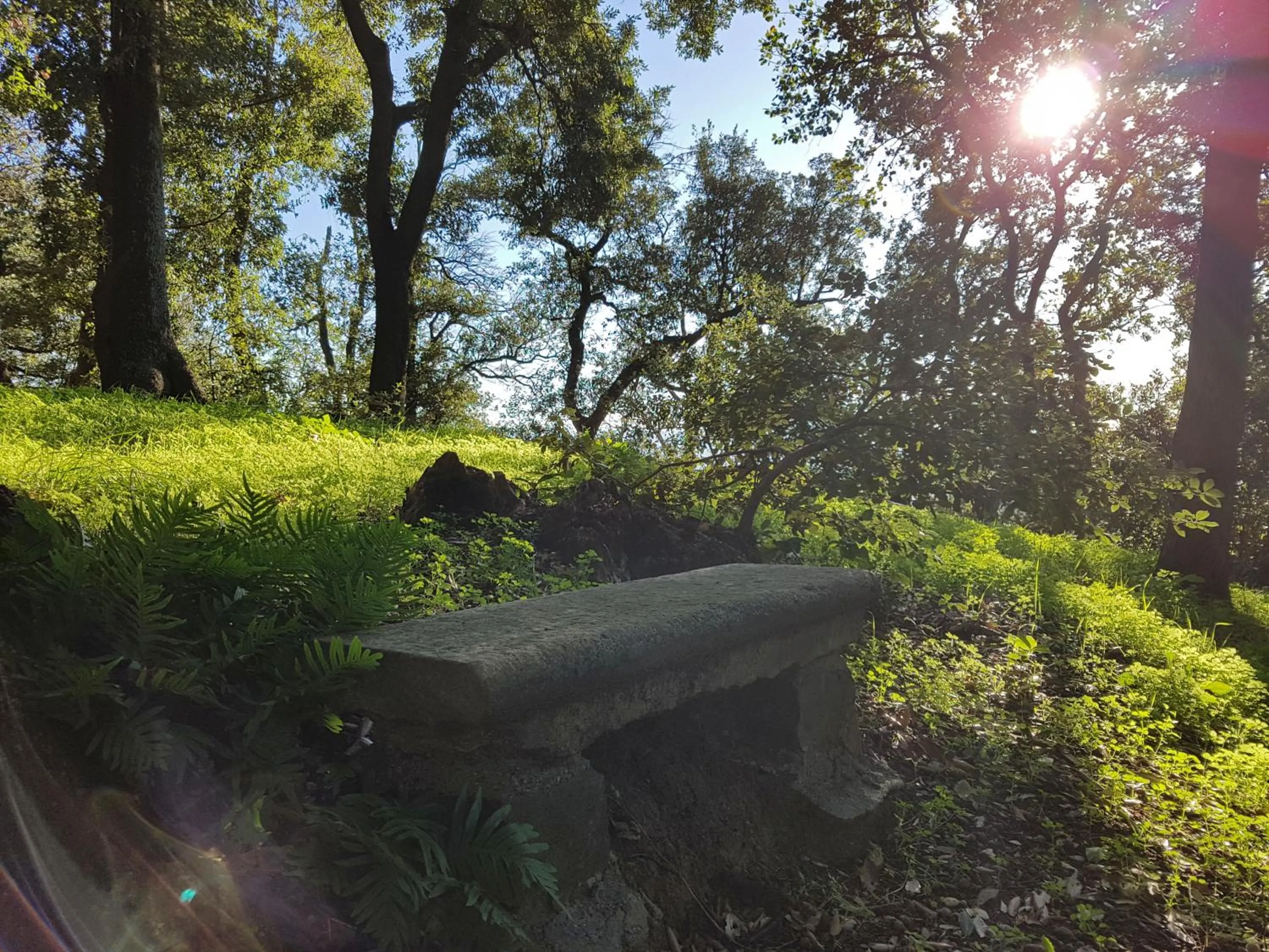 Garden in Villa Nencini