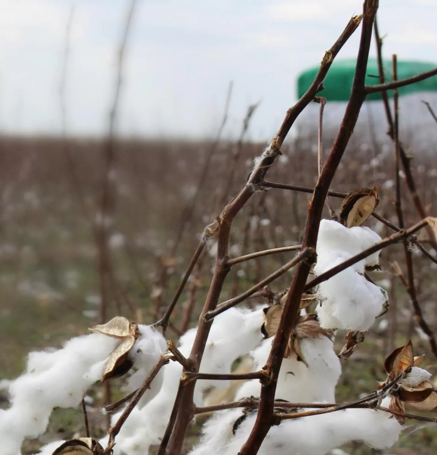 Natural landscape in Southern Inn & Suites Lamesa