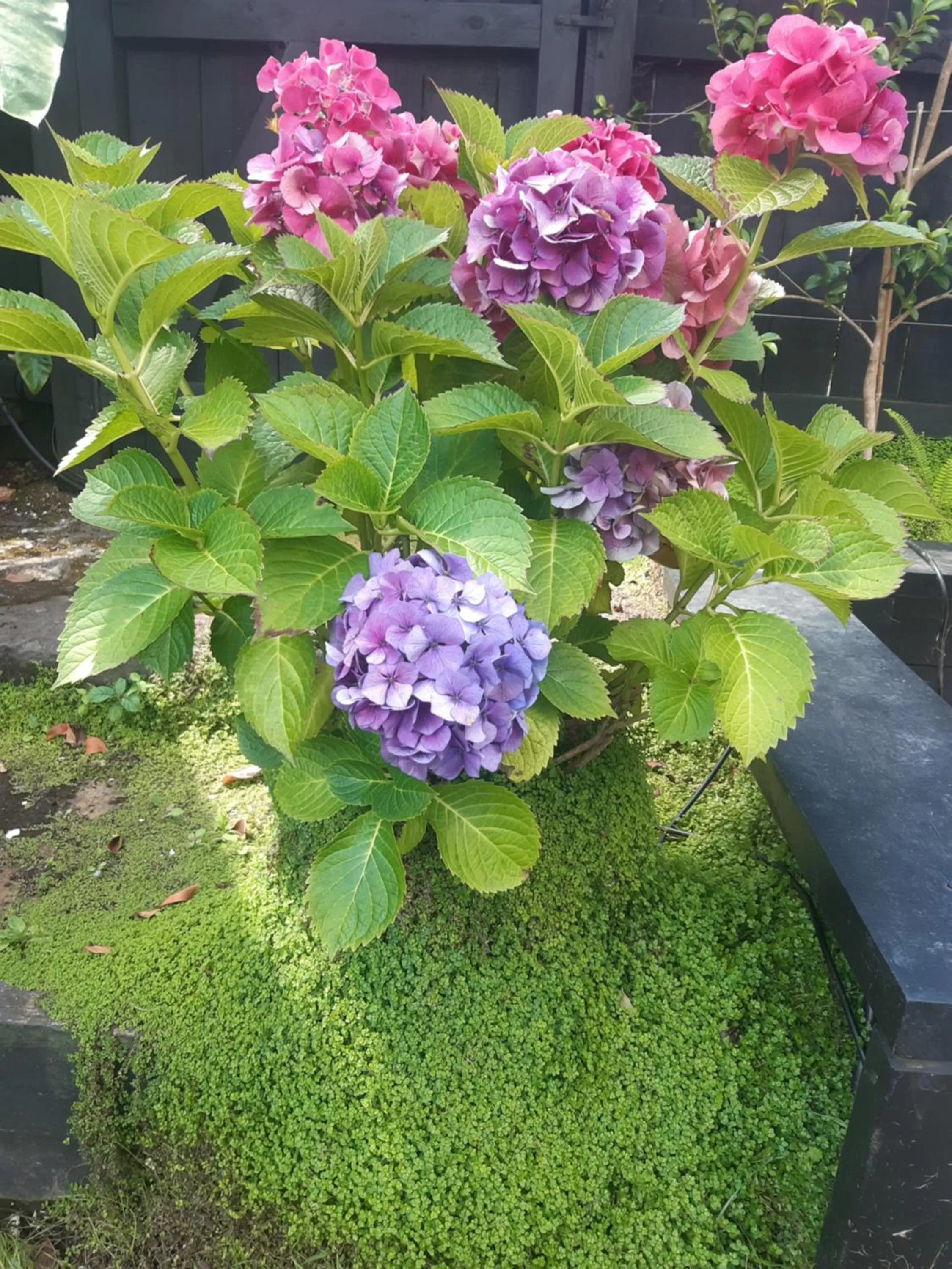 Garden in Harbour View Cottage