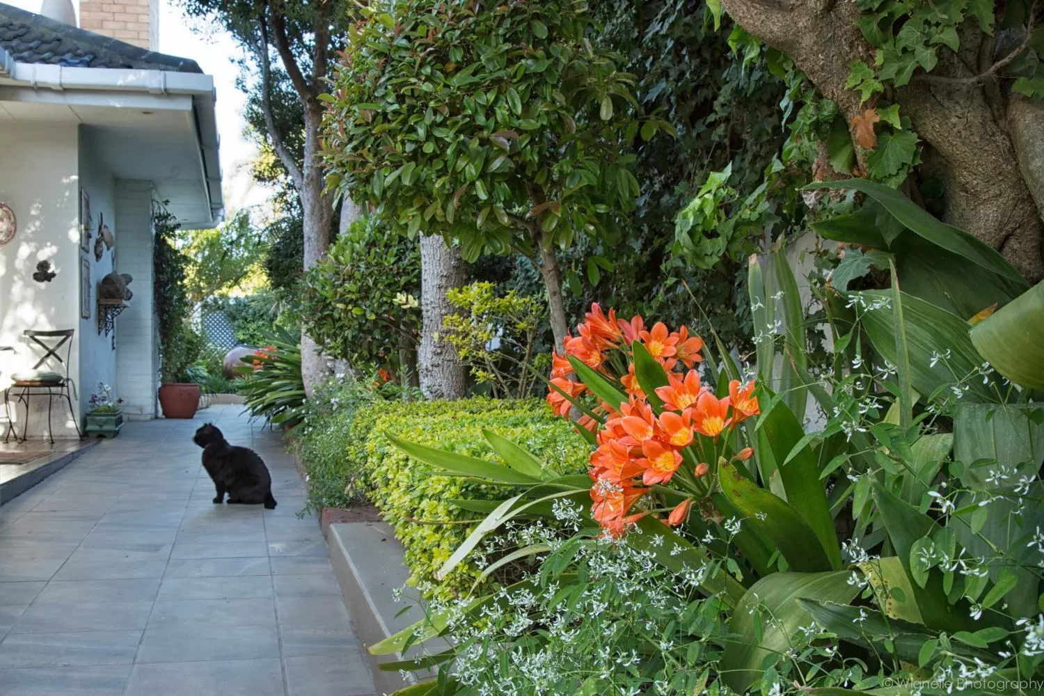 Garden in Carslogie House