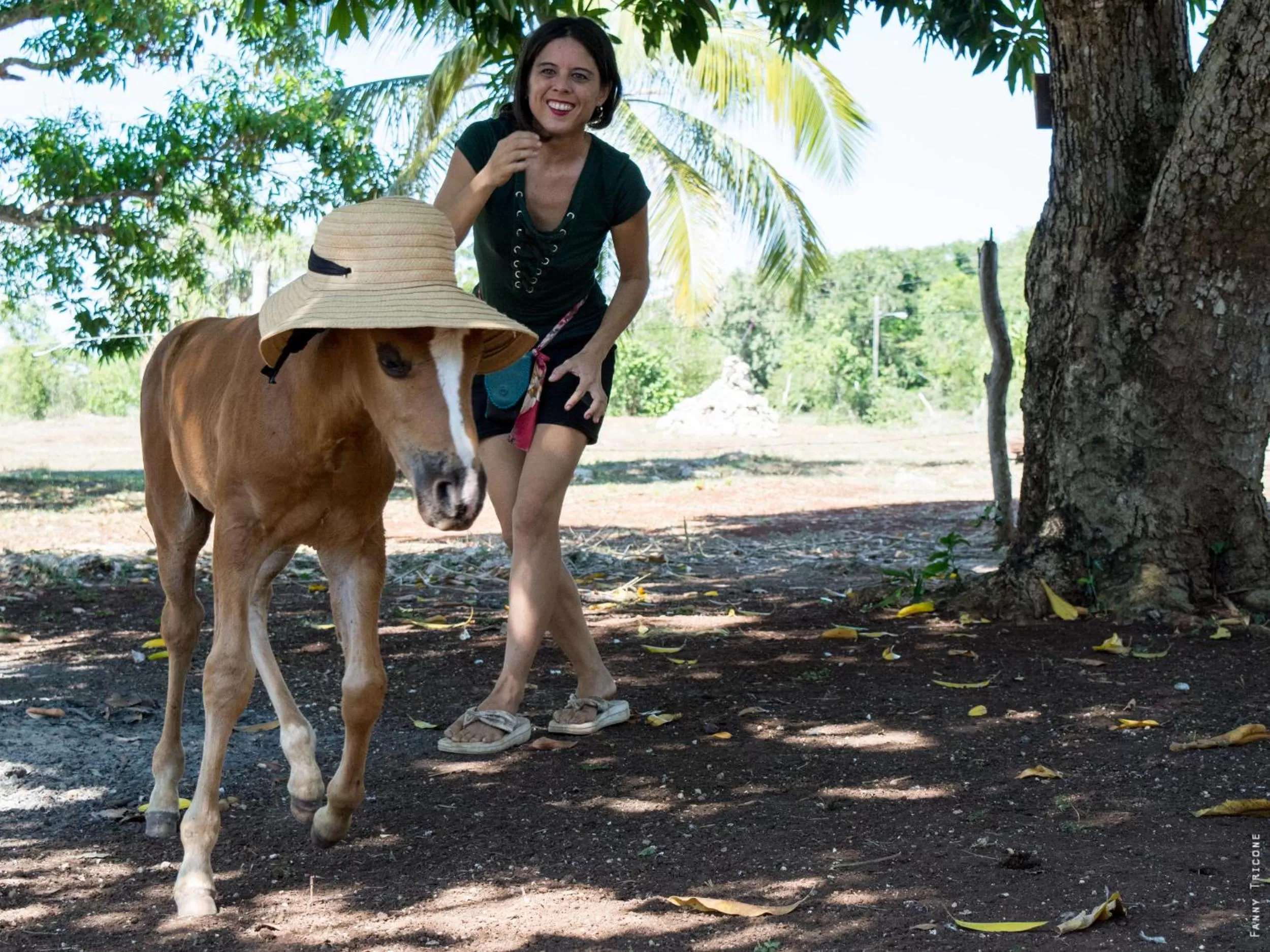 Animals in Horse Cottage