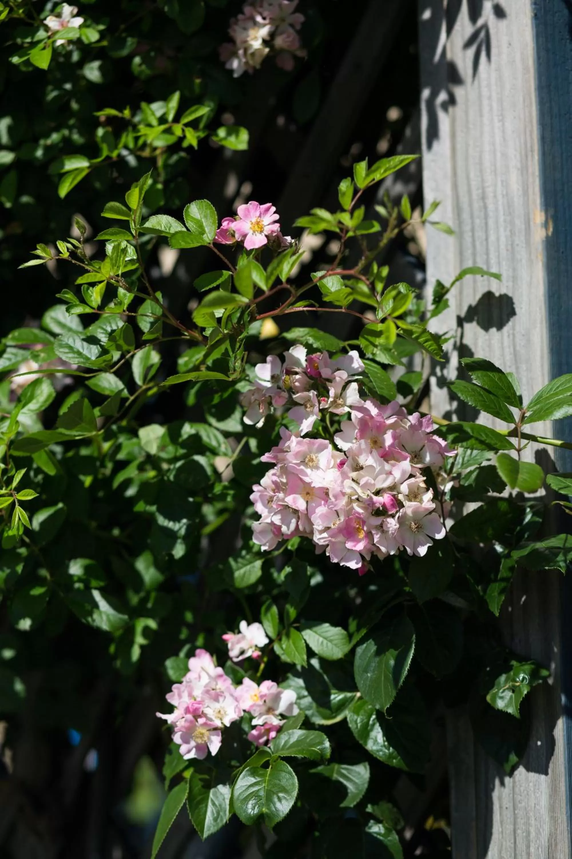 Garden in Willows Motel