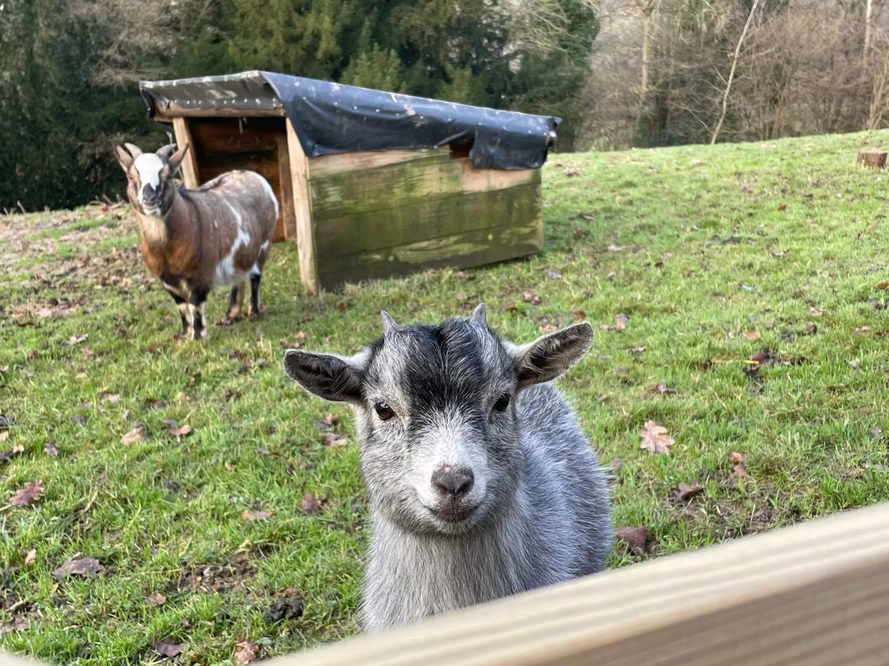 Animals in Auge Horizon