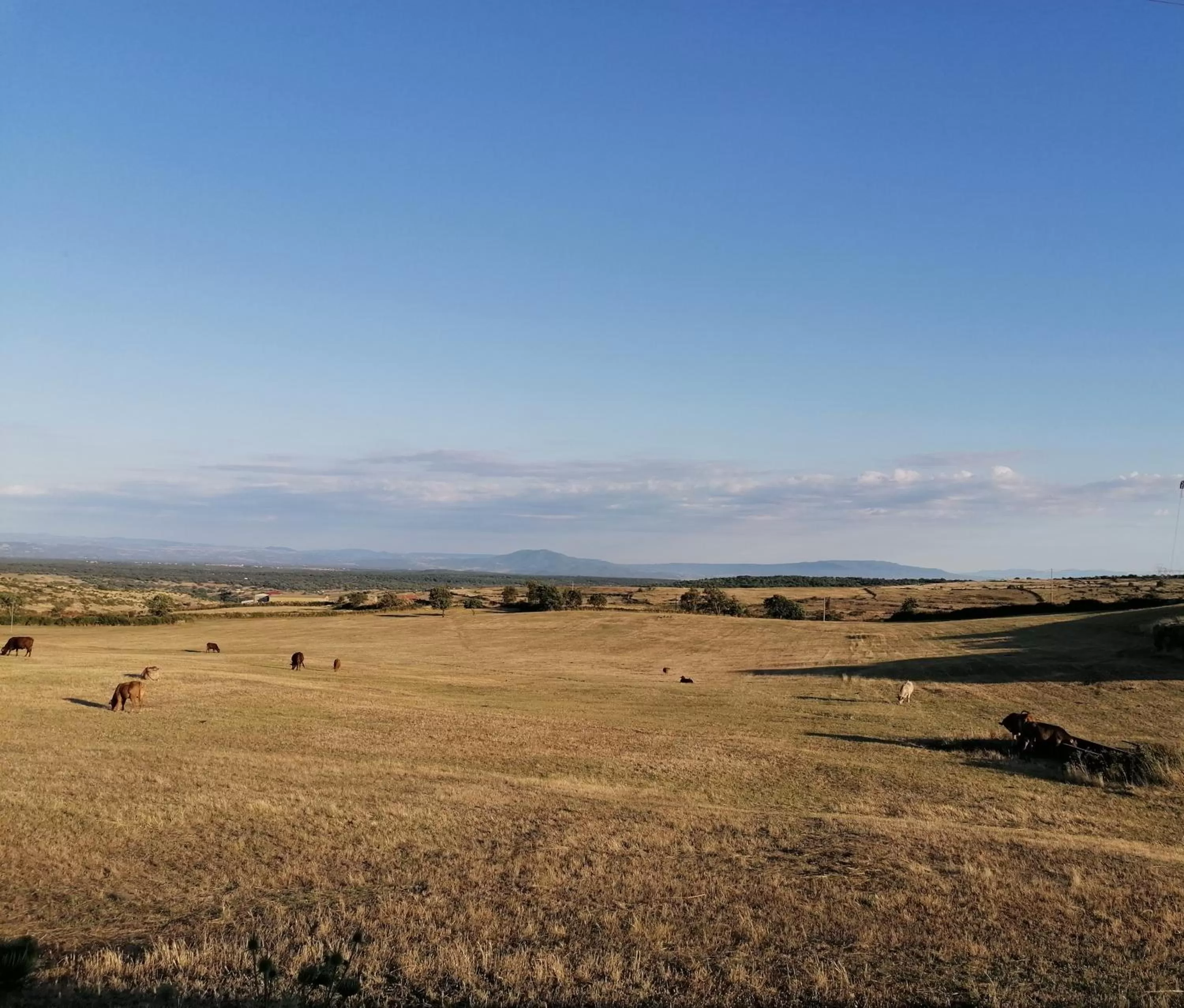 Deiana affittacamere e pizzeria