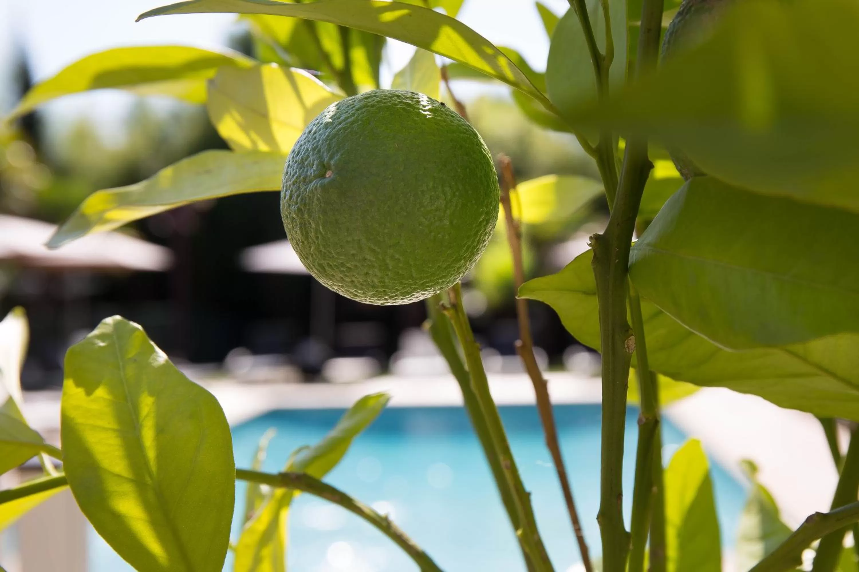 Garden in The Originals City, Hôtel Le Lodge, Ondres, Bayonne Nord