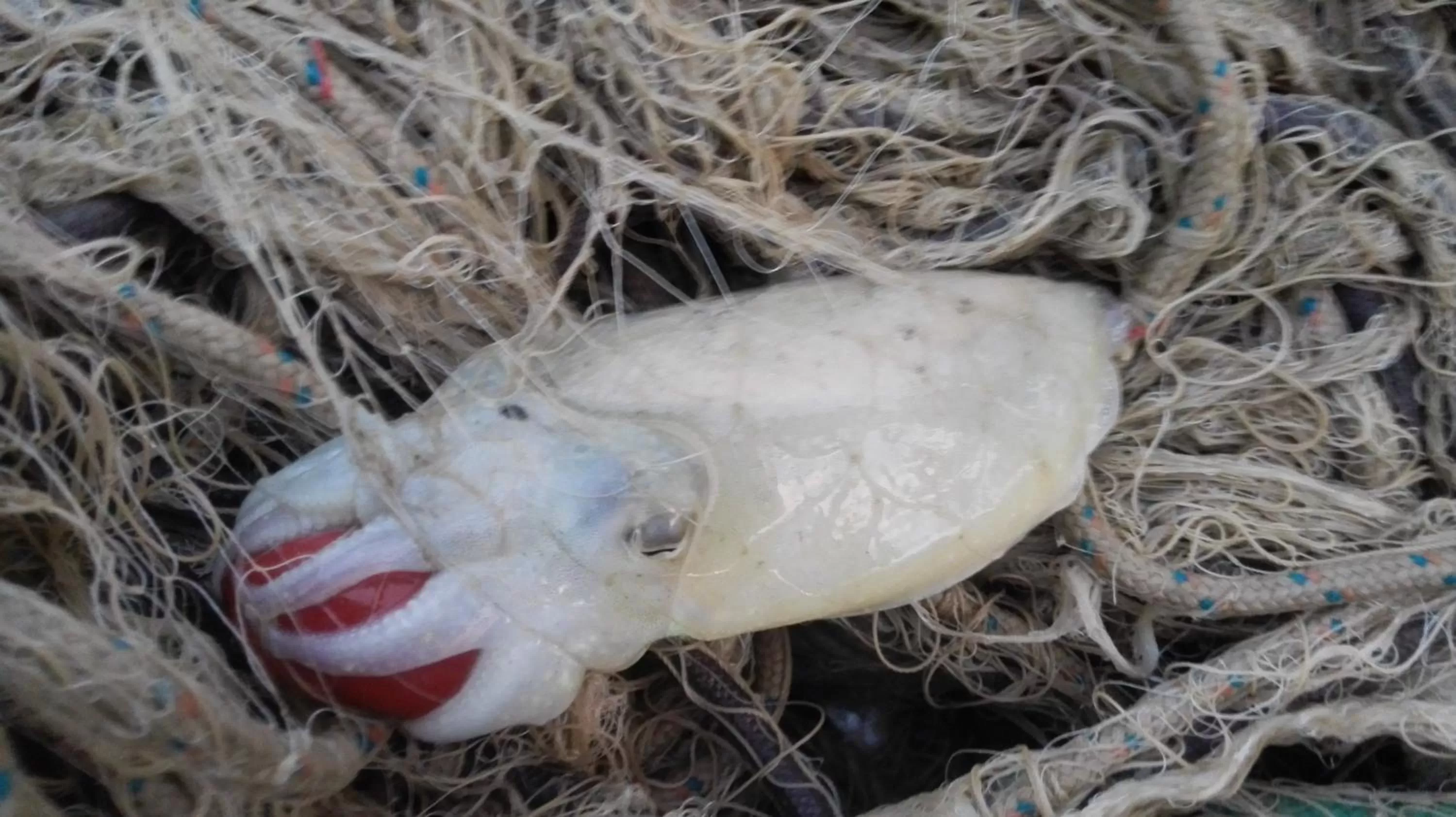 Animals in Hotel Alba-Gert