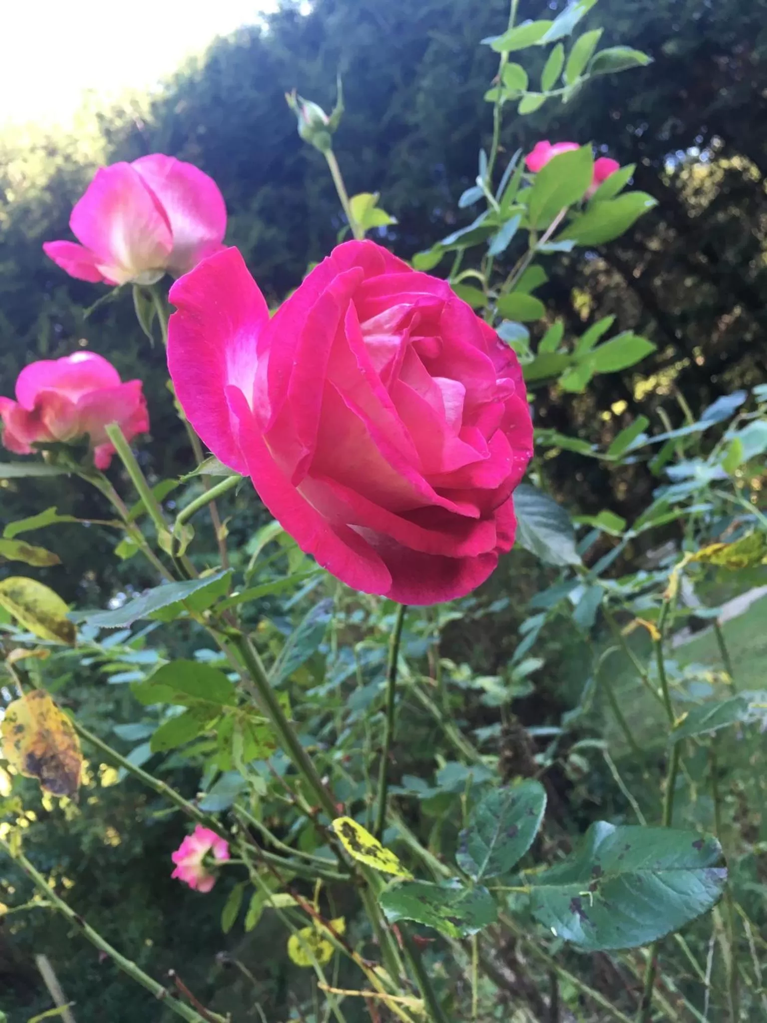 Other Animals in South Lodge House