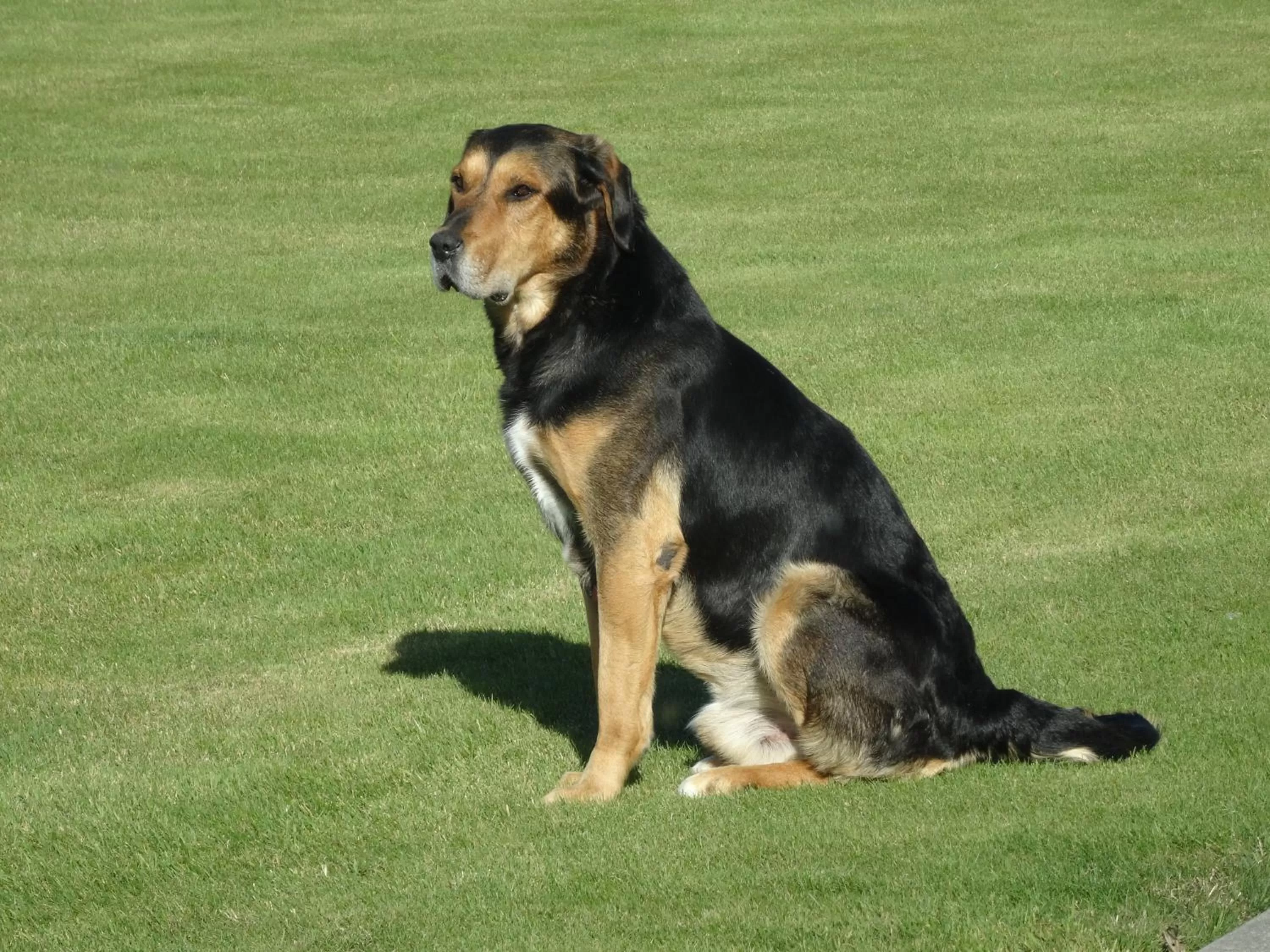 Pets in Hokonui Bed & Breakfast