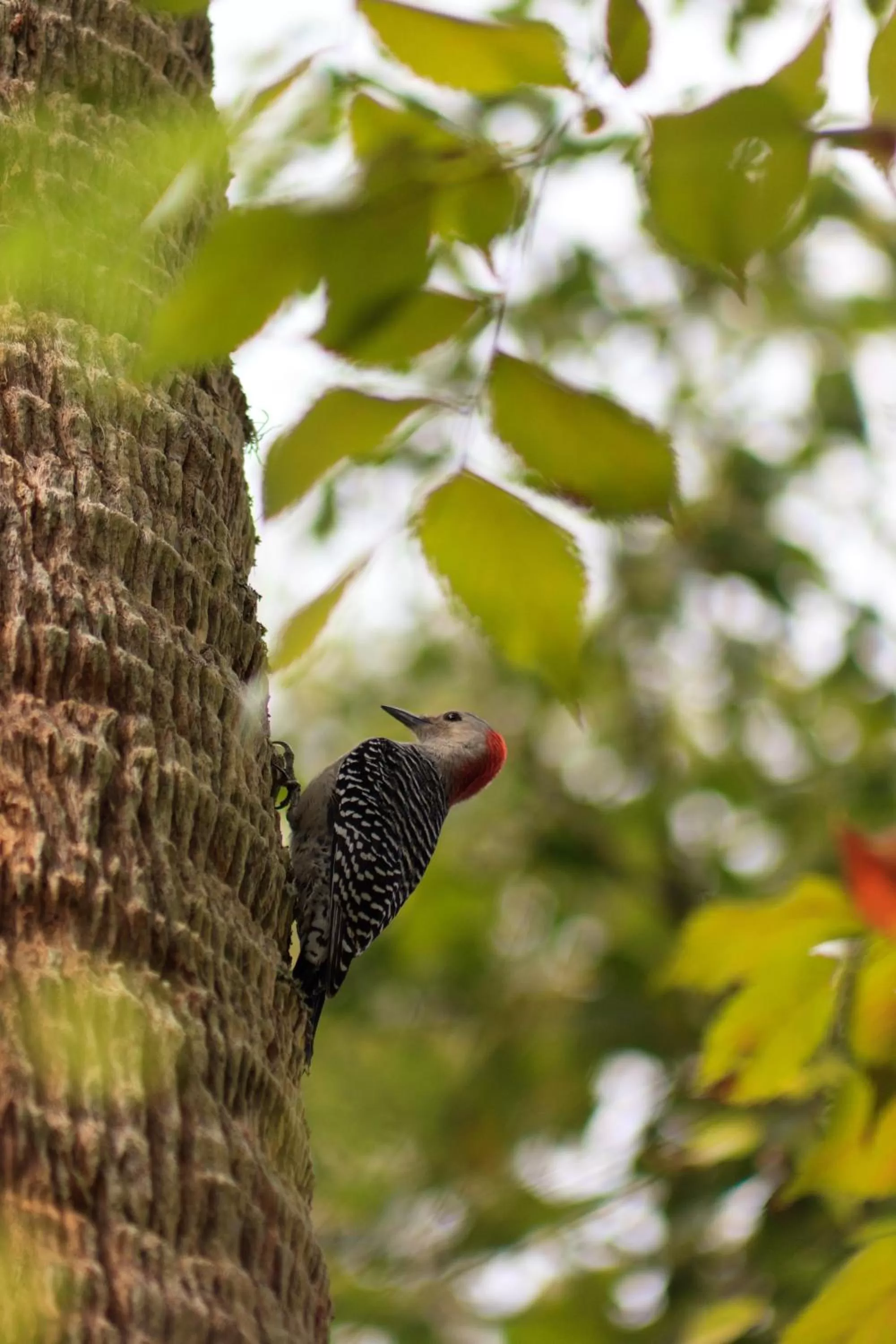 Garden in St. Francis Inn - Saint Augustine