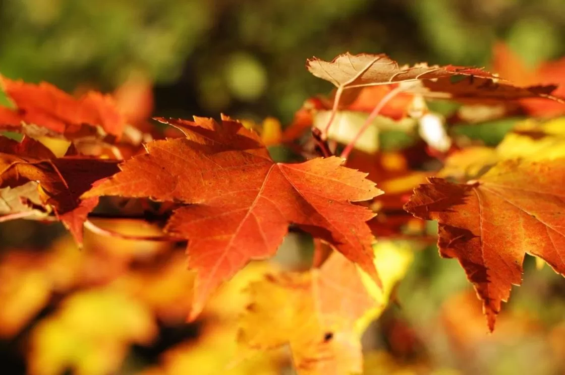 Area and facilities in Saga Resort