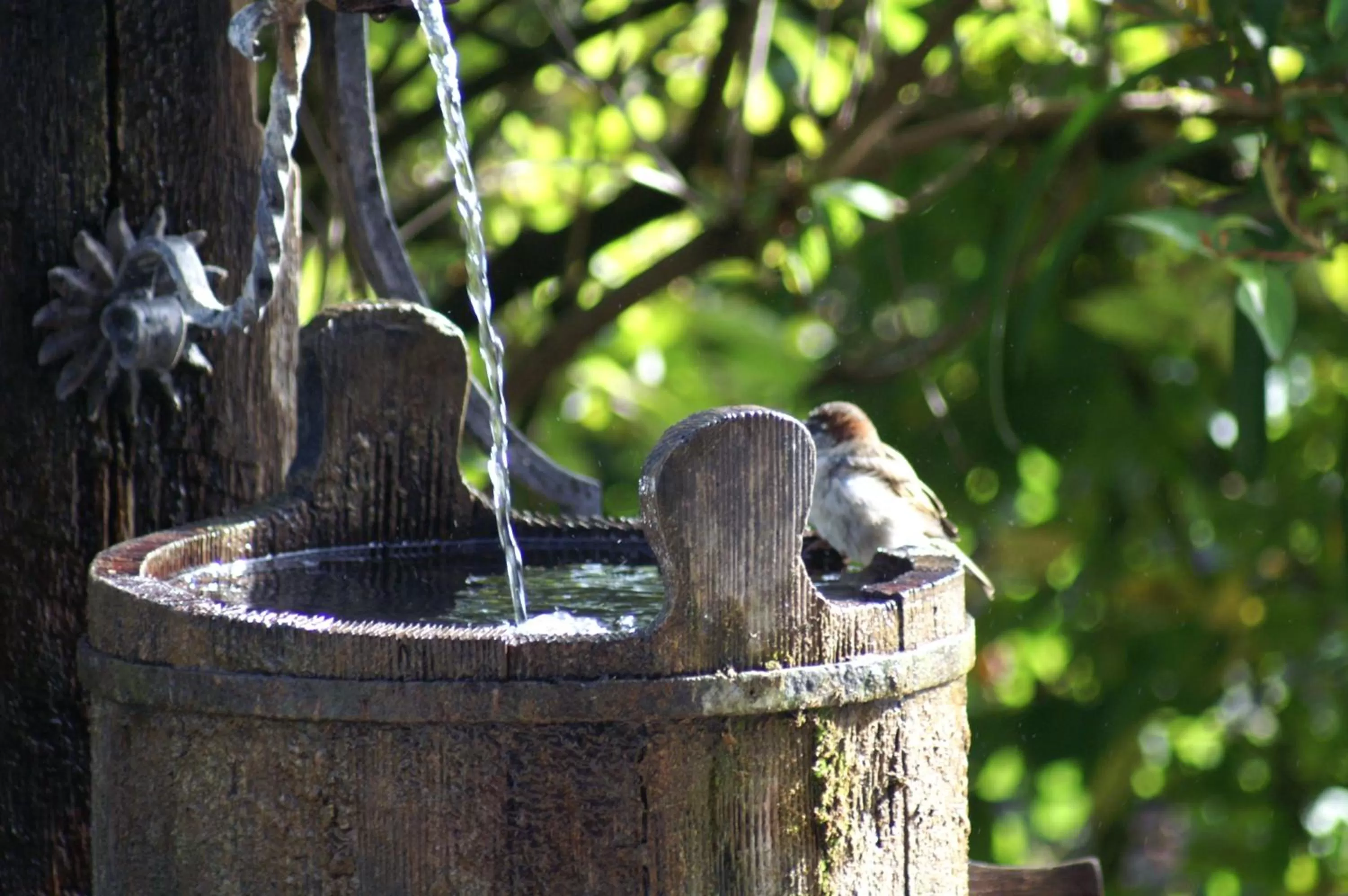 Animals in Alpenhof Landhotel Restaurant