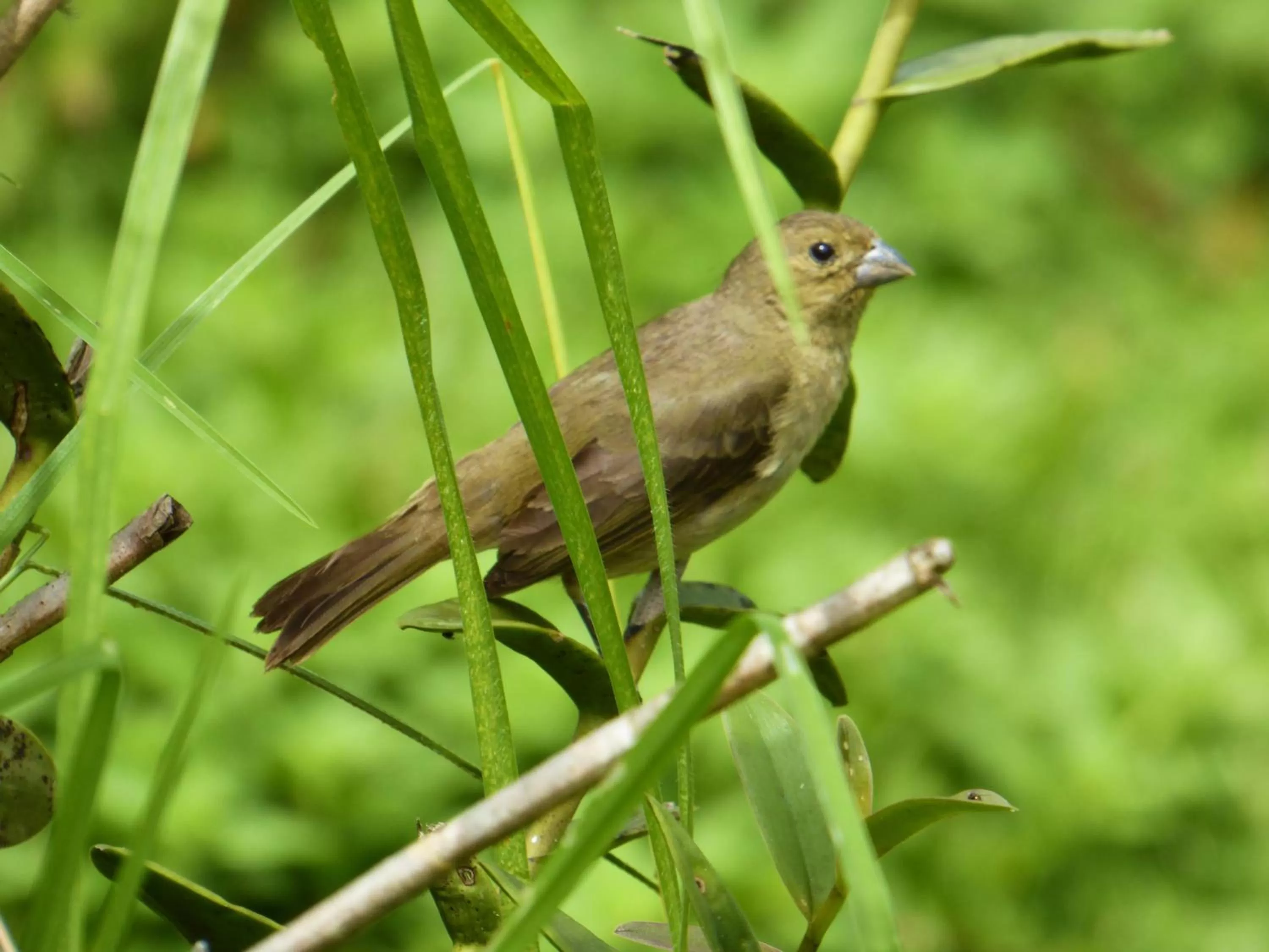 Animals in Finca El Cielo