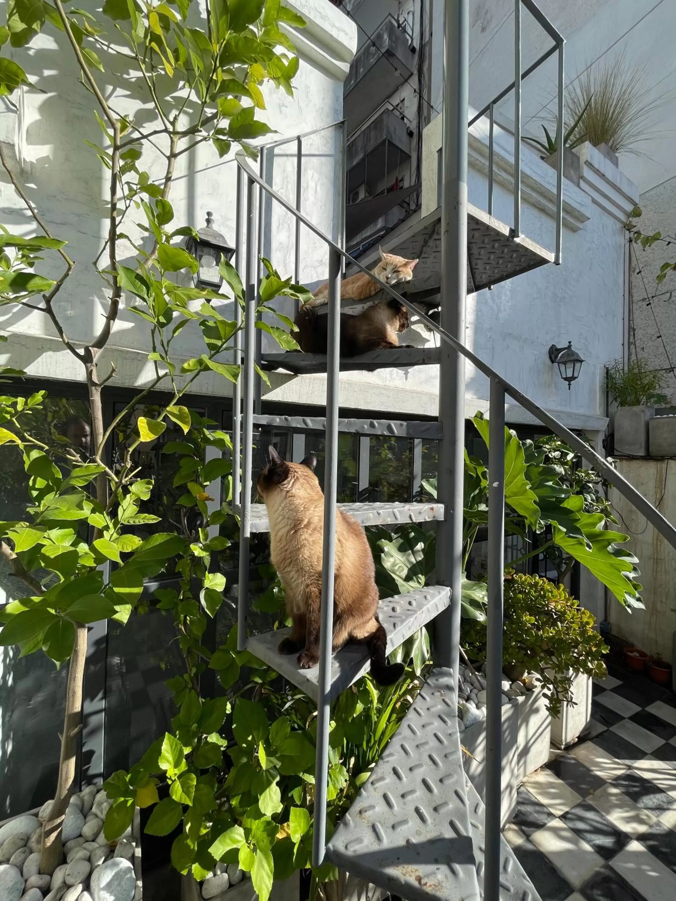 Garden in Le Petit Palais