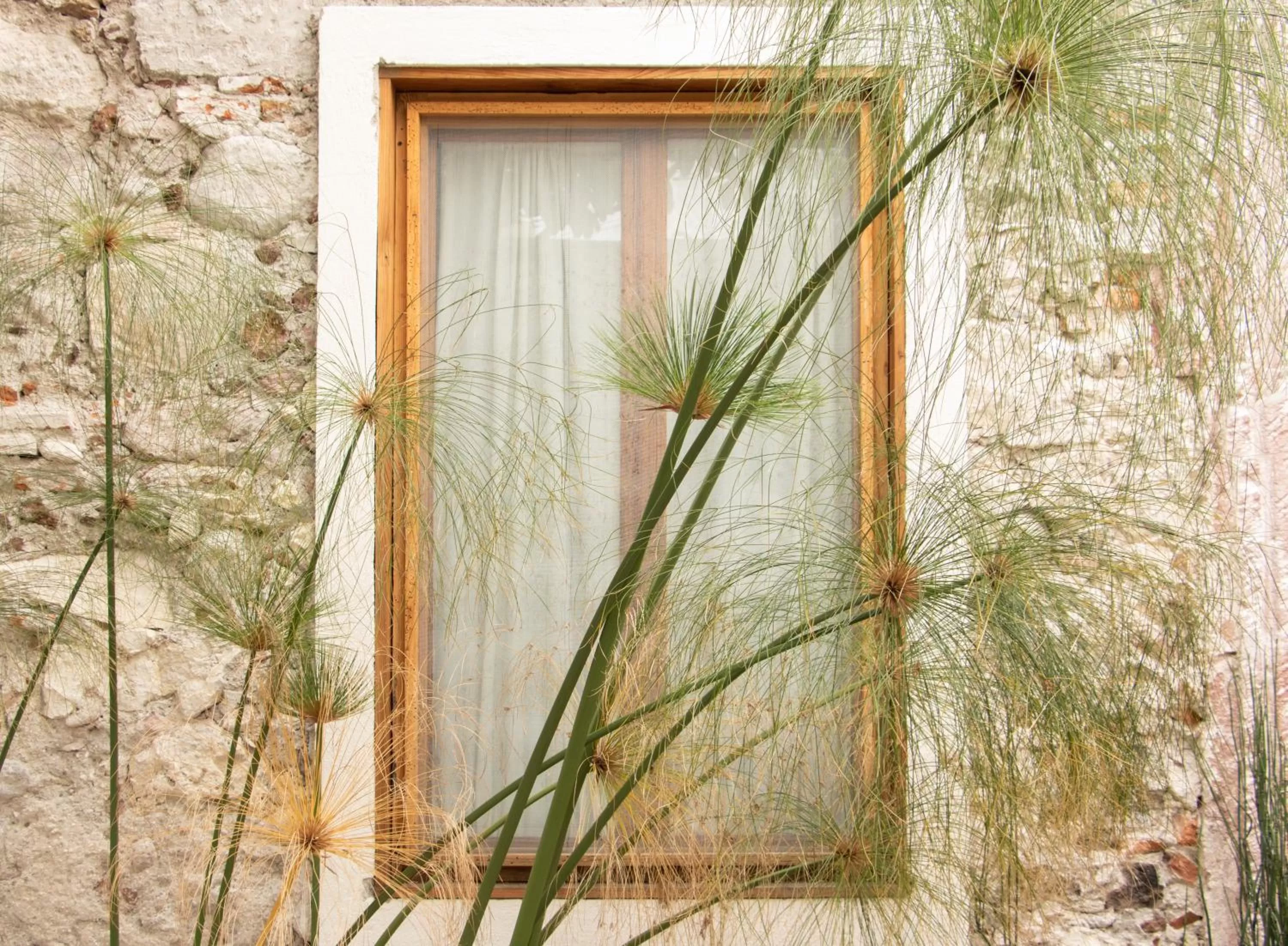 Day in Orchid House San Miguel de Allende