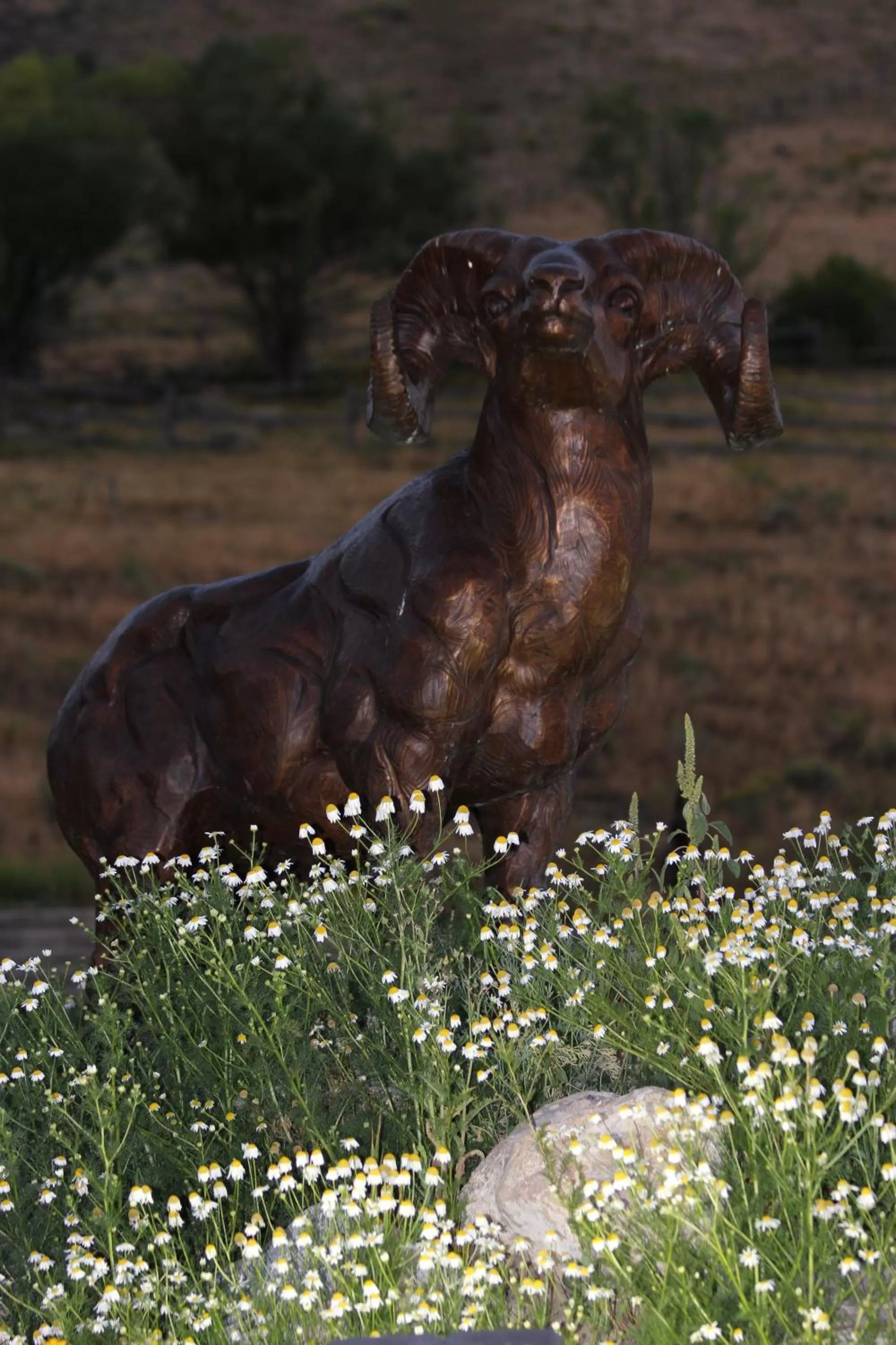 Area and facilities in Flat Creek Inn