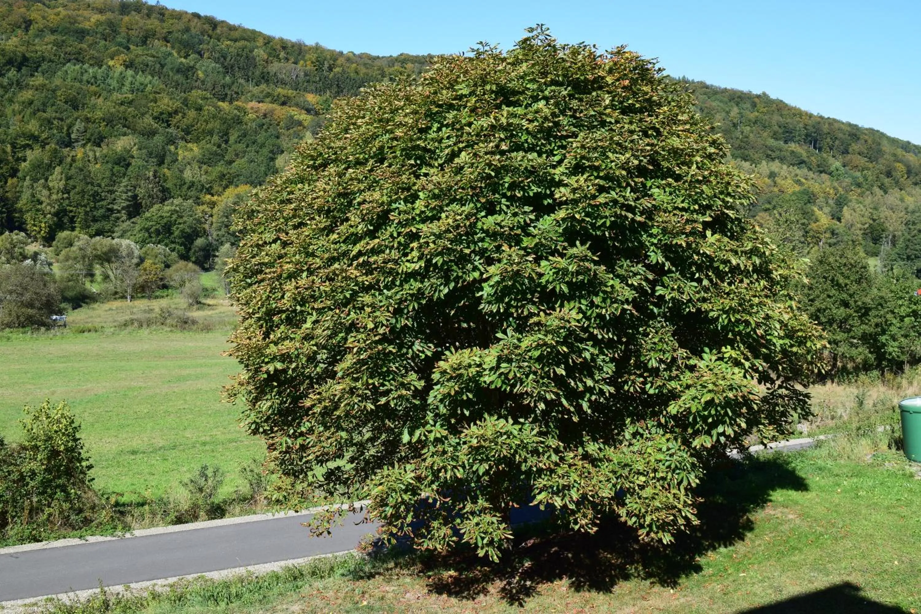 Mountain view in Landhotel Weisses Ross garni