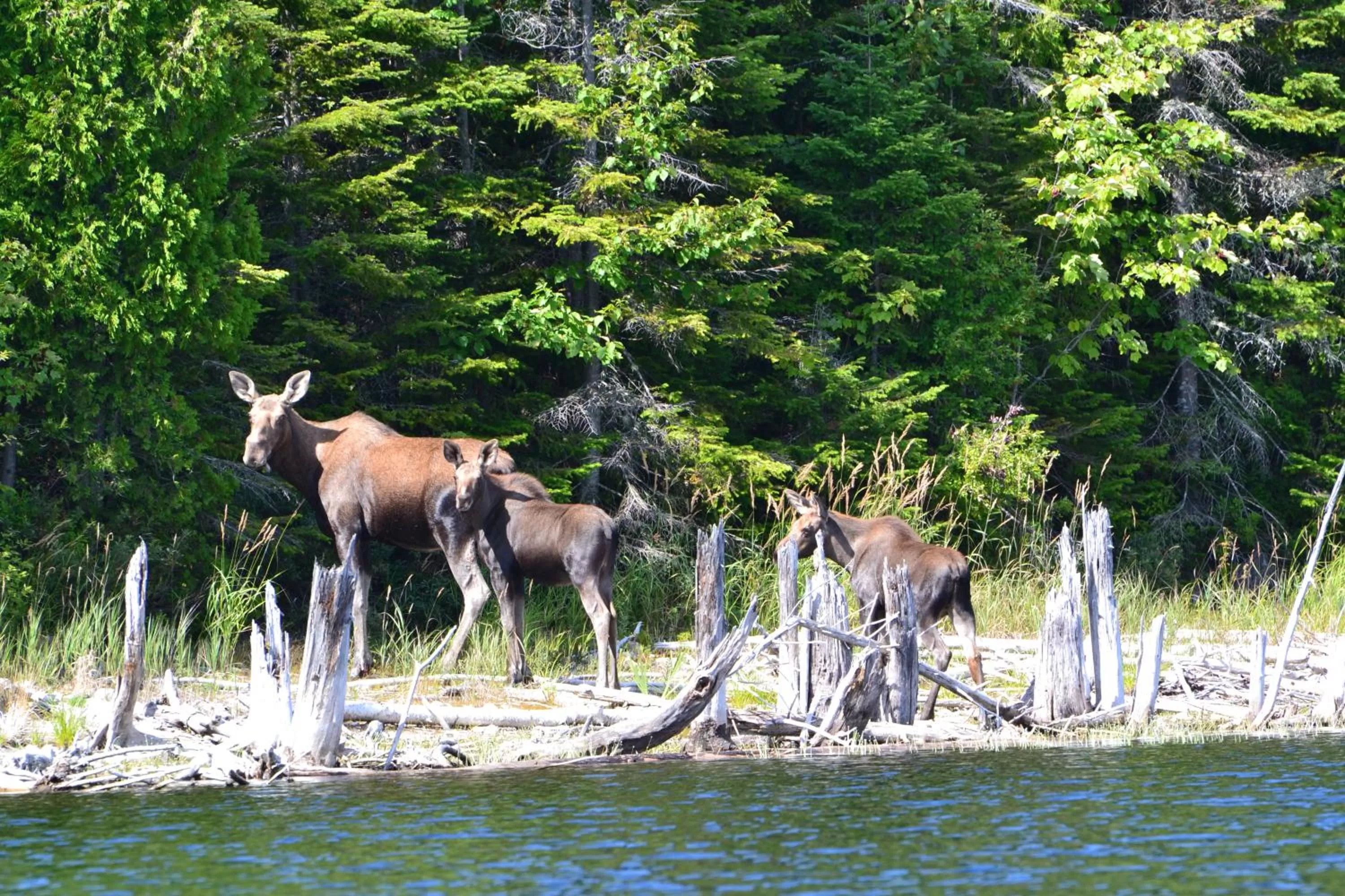 Natural landscape, Other Animals in Auberge La Tanière