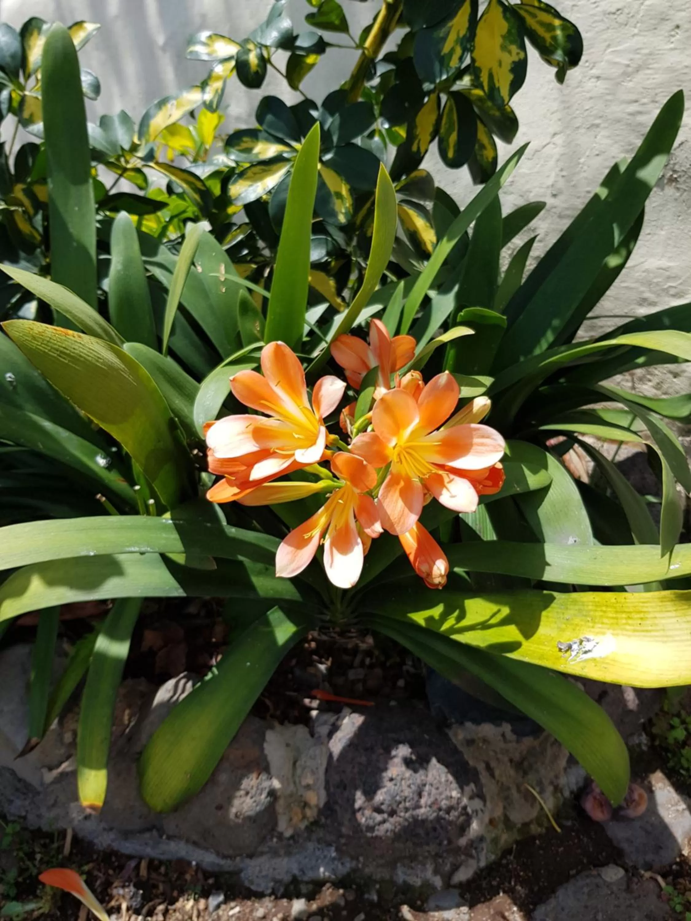 Garden in Hotel Rural La Raya 1866