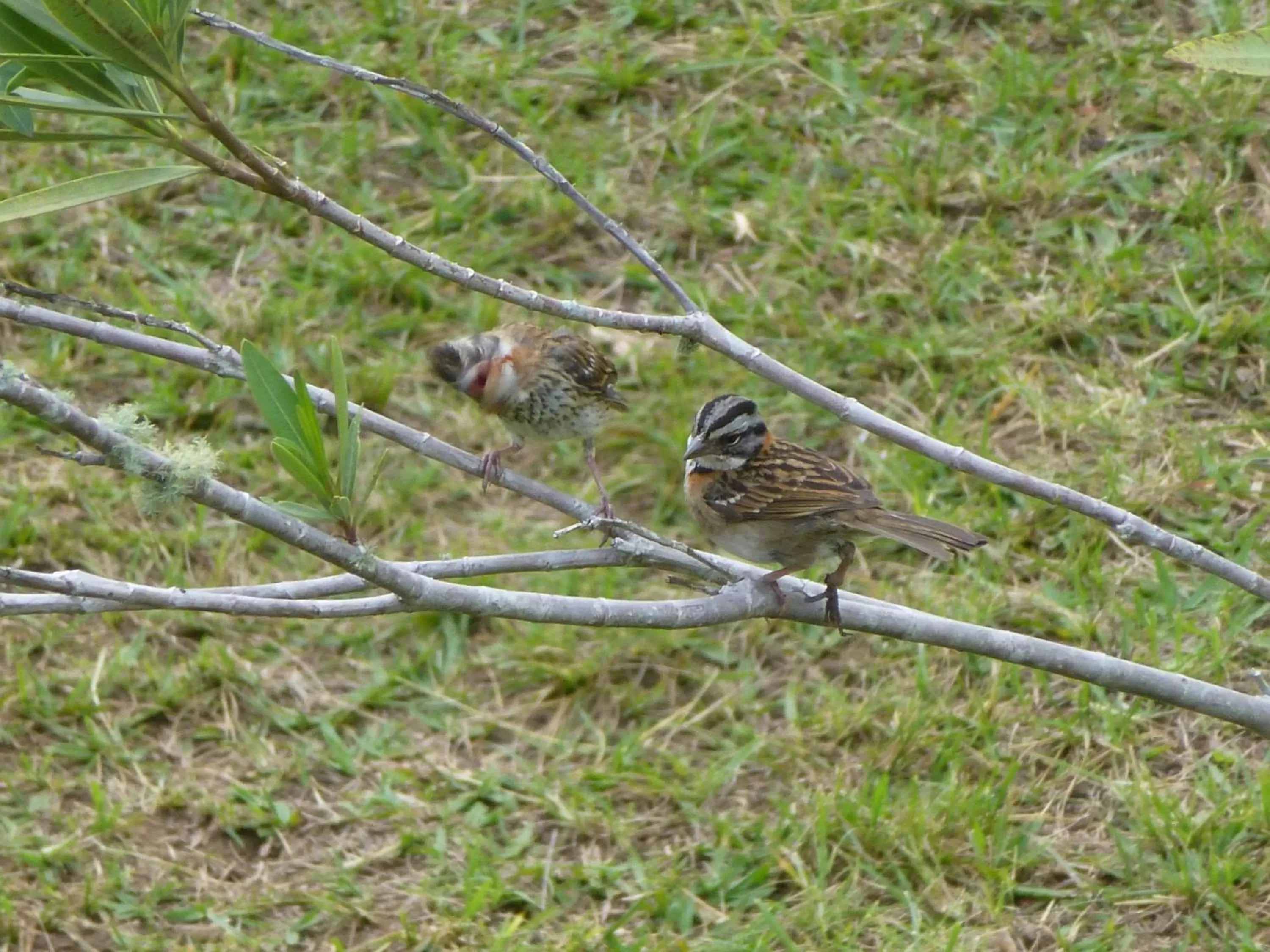 Garden in Finca El Cielo