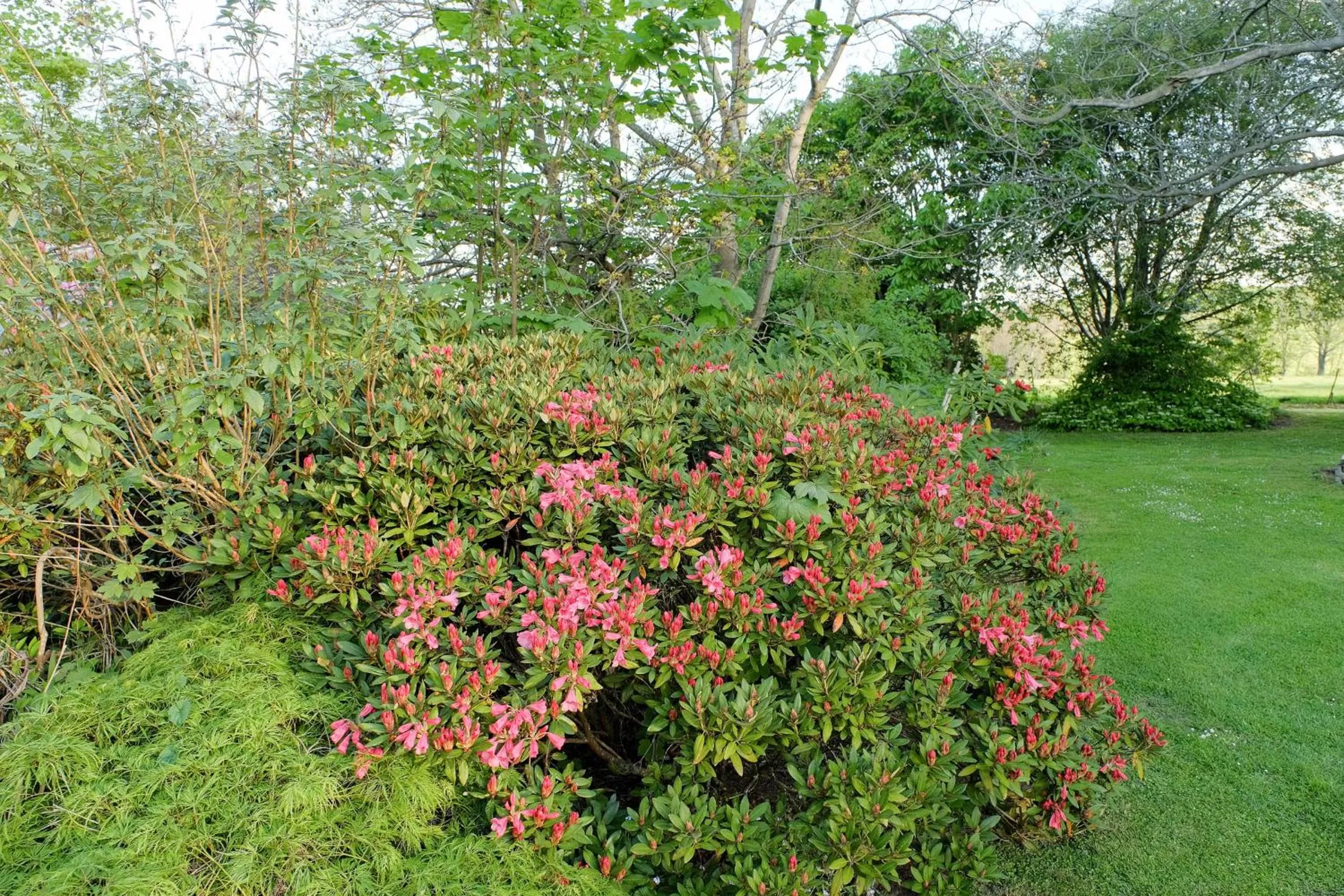 Garden in Waikonini Homestead