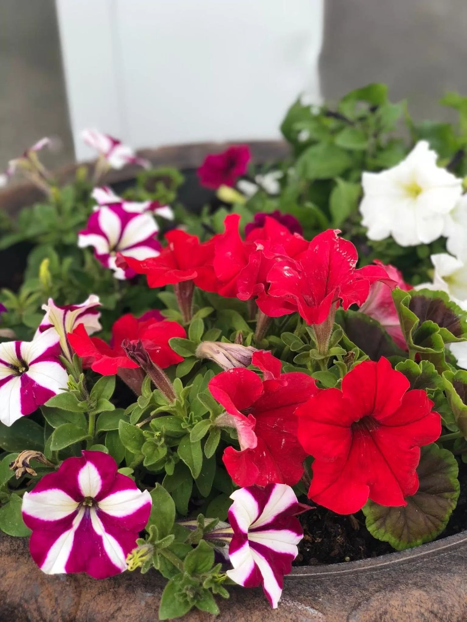 Garden view in Kings Motor Inn