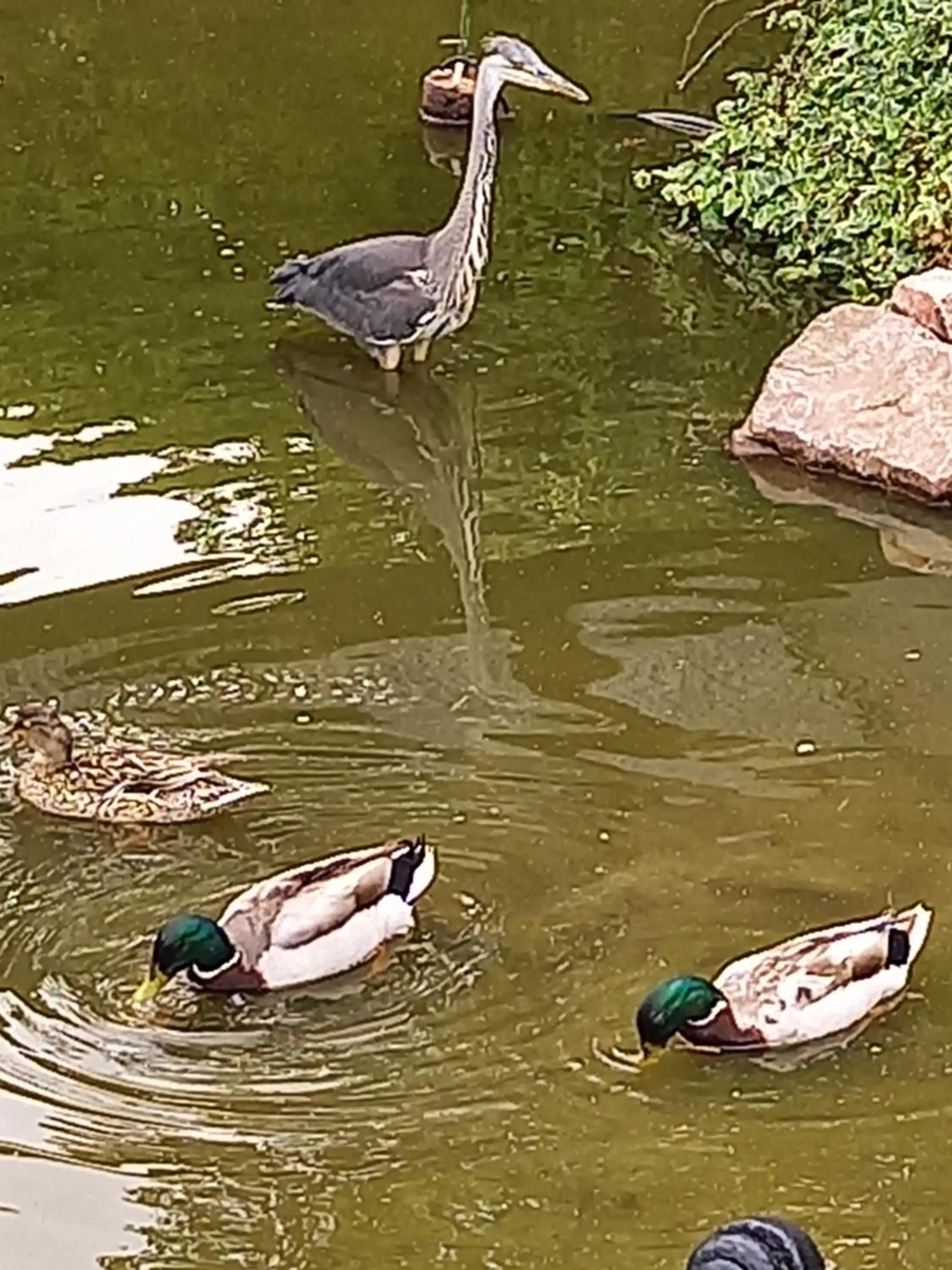 Animals in chambres et gites d'étretat